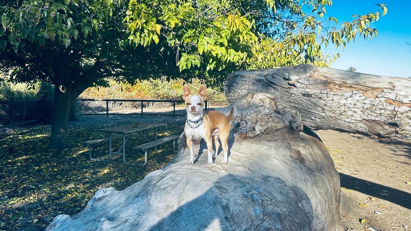 Jeret B.'s photo of camping with pets at Thousand Trails San Benito near Paicines, CA