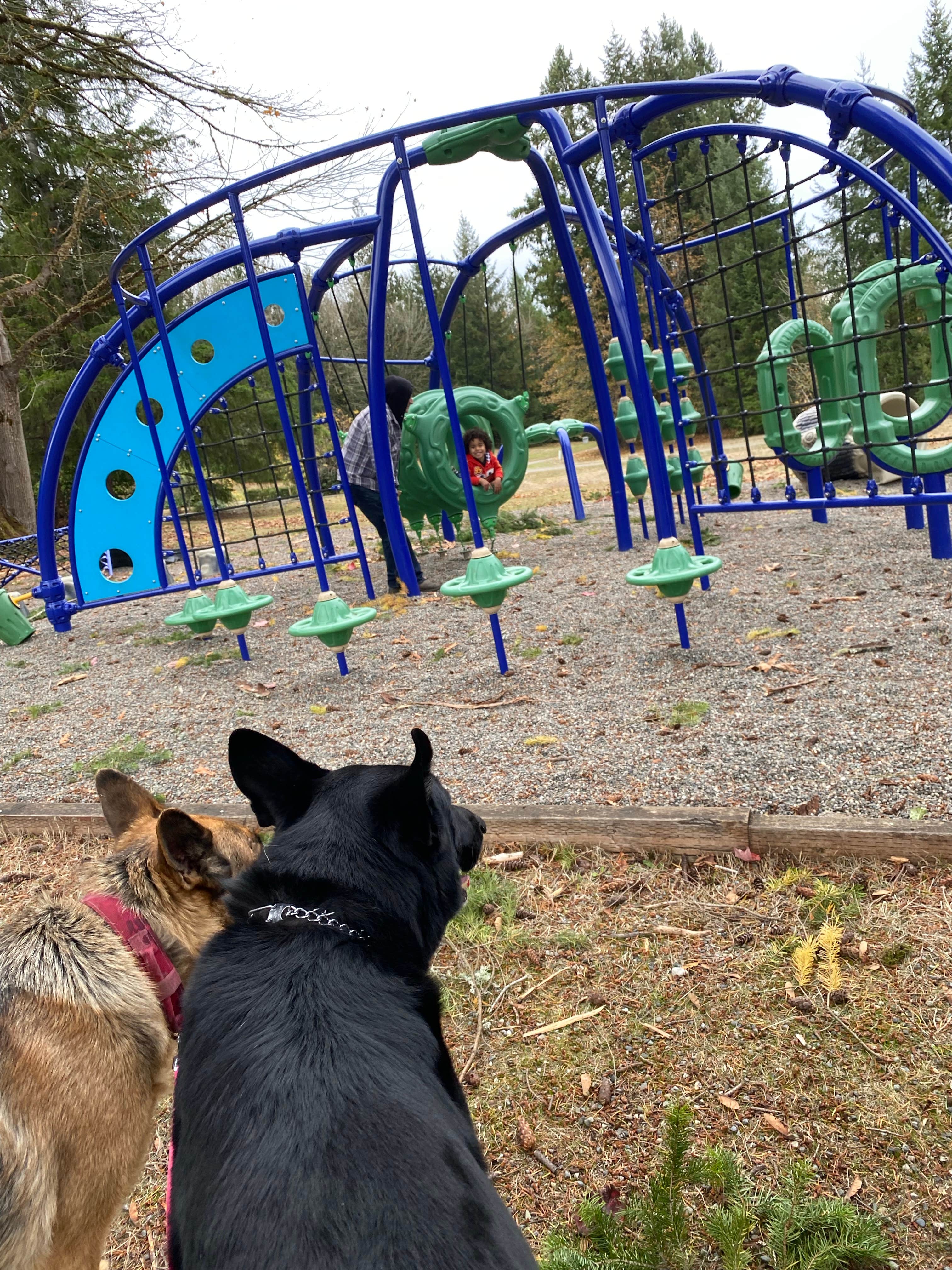 Missy C.'s photo of camping with pets at Tall Chief Campground near Lake Forest Park, WA