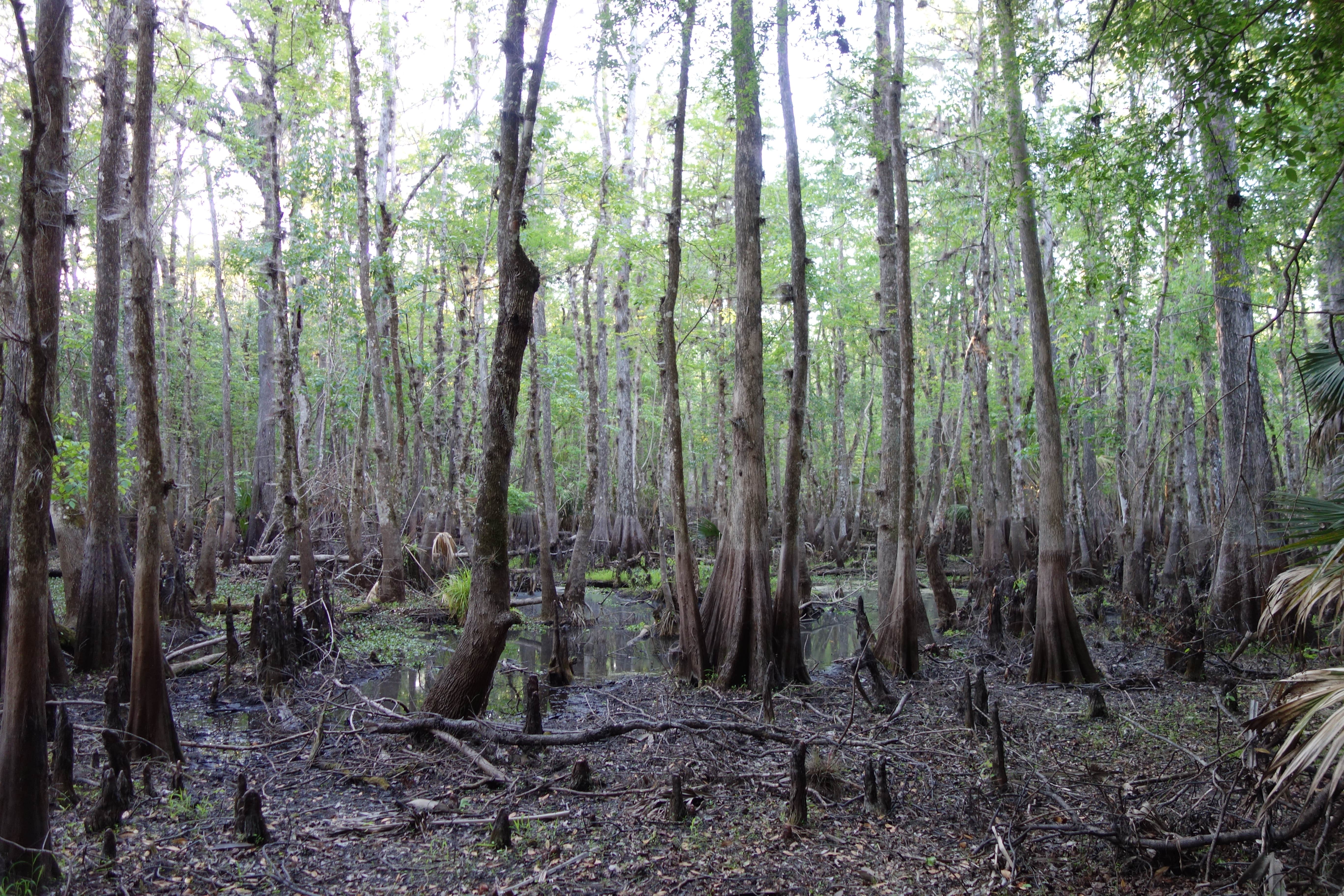 Camper-submitted photo at Hontoon Island State Park Campground near Osteen, FL