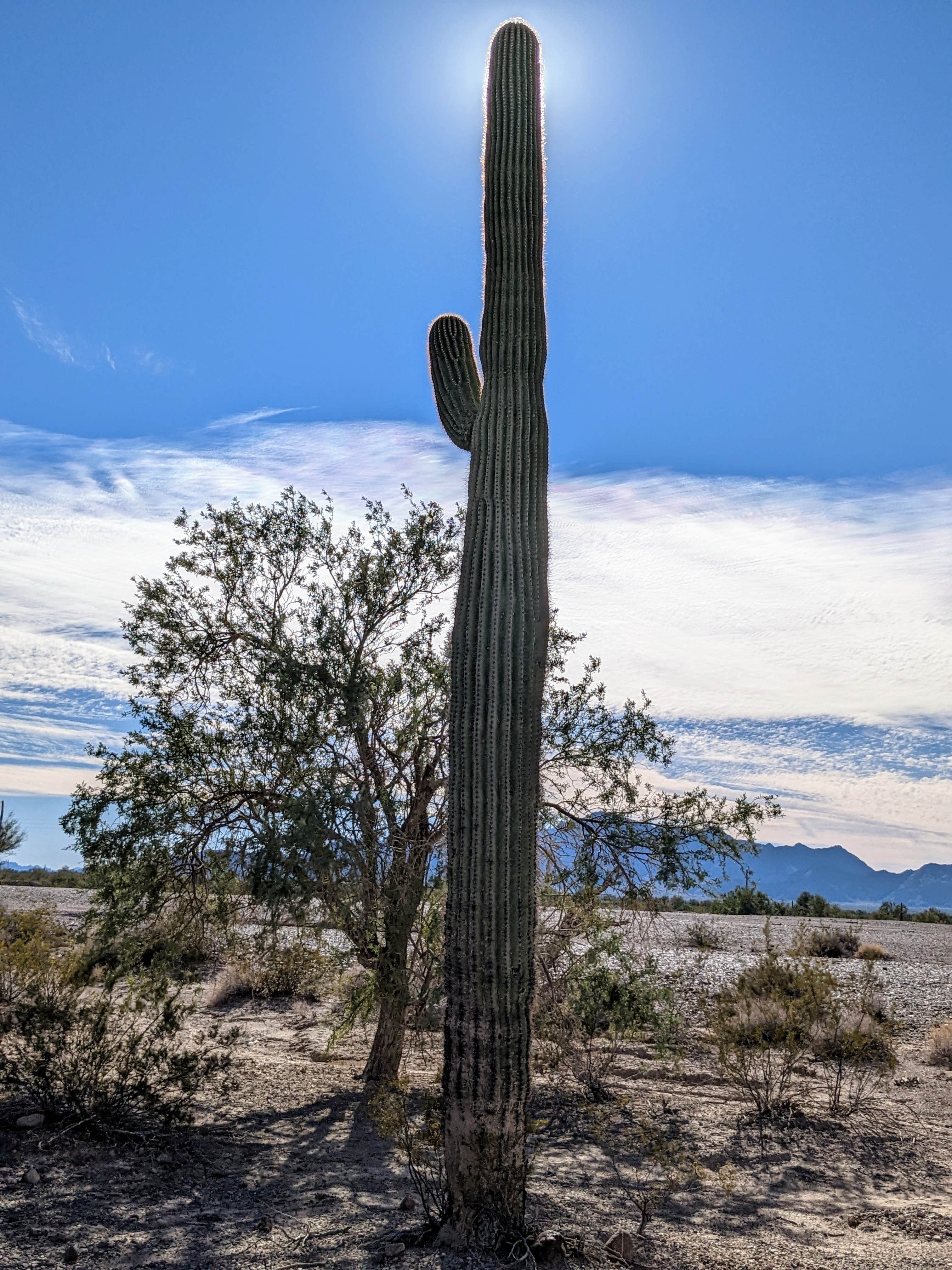 Camper-submitted photo at Road Runner BLM Dispersed Camping Area near Quartzsite, AZ