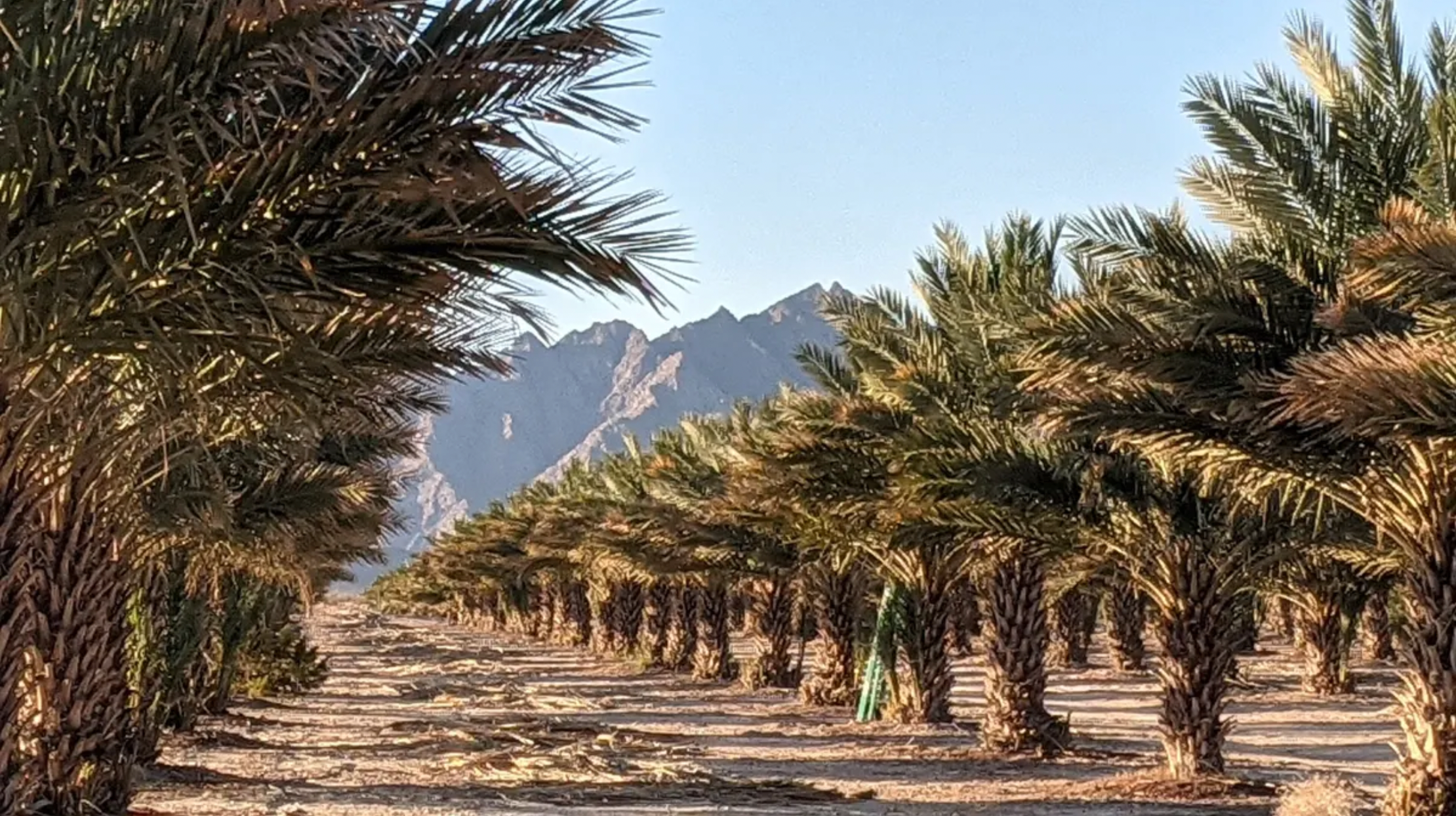 Camper-submitted photo at Organic Date Farm near Wellton, AZ