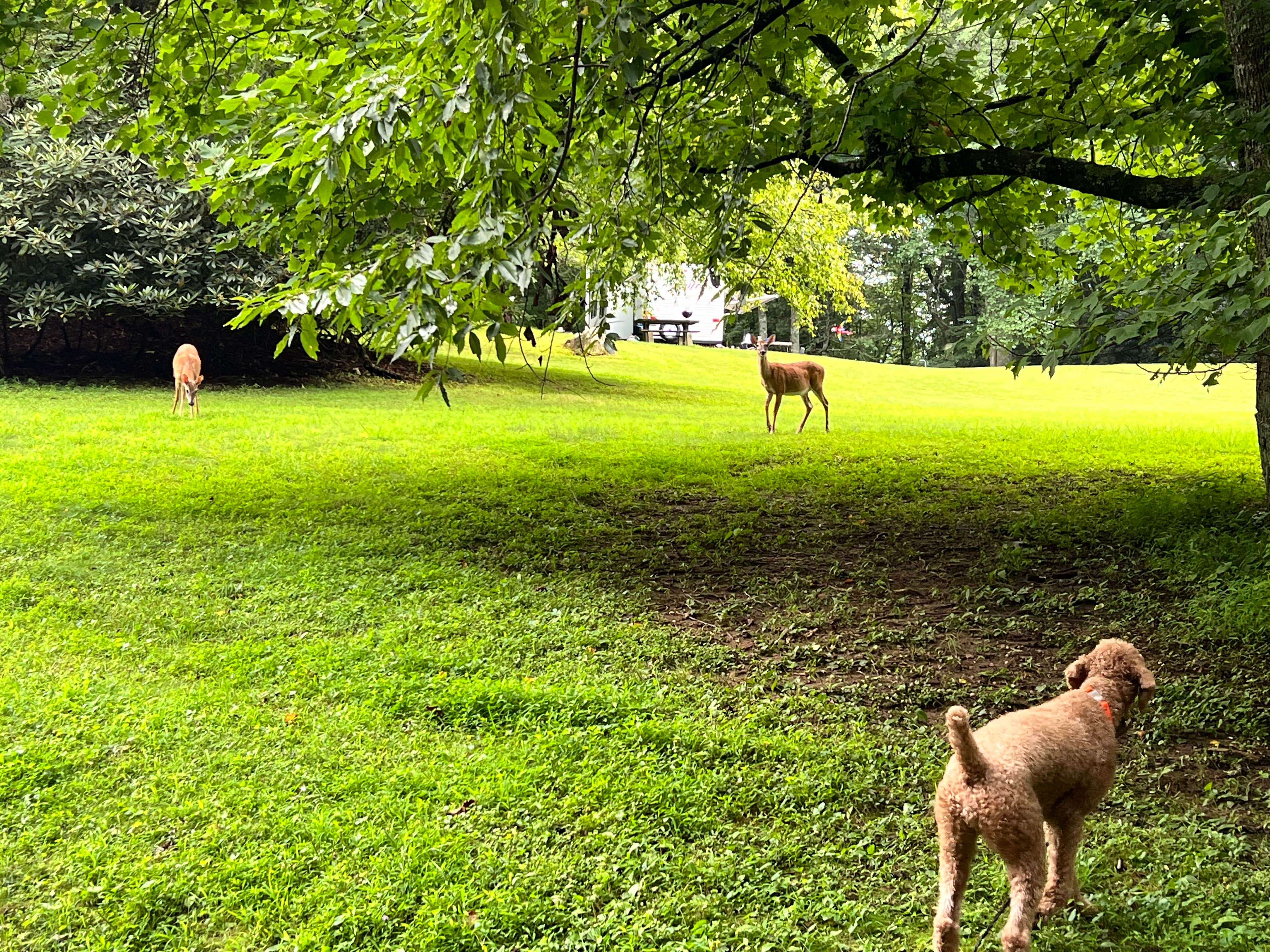 Phillip C.'s photo of camping with pets at Julian Price Park Campground — Blue Ridge Parkway near West Jefferson, NC