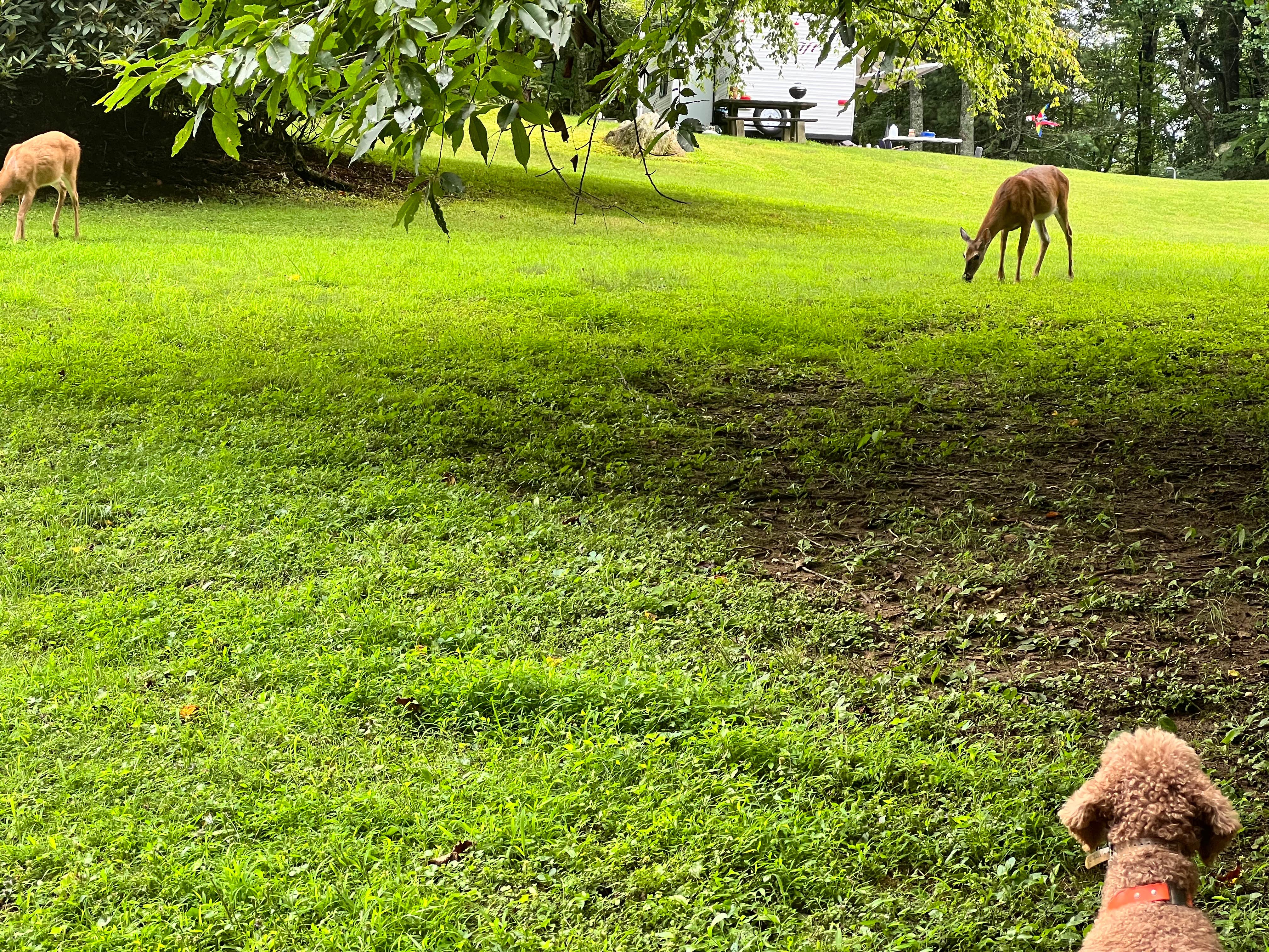 Phillip C.'s photo of camping with pets at Julian Price Park Campground — Blue Ridge Parkway near Hickory, NC