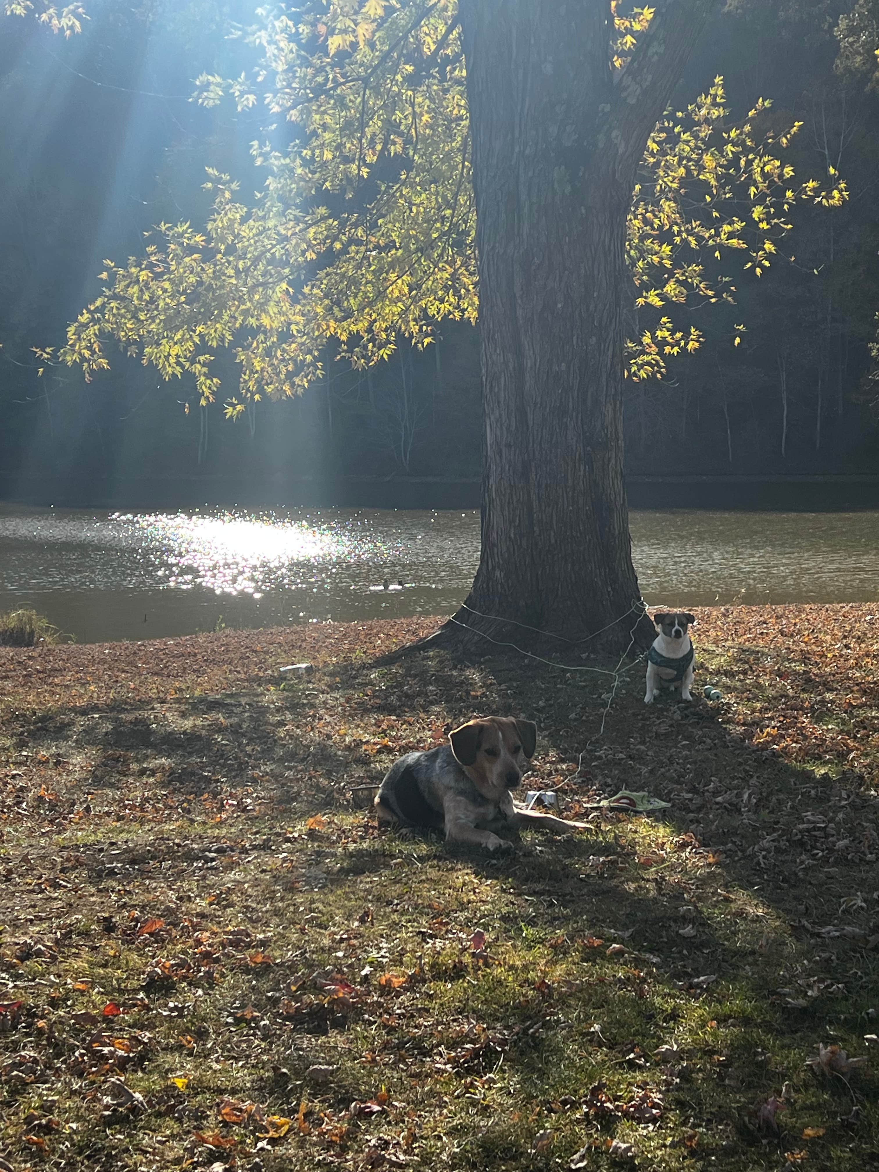 Camper-submitted photo at Beach Fork Lake Lower Bowen near Dunlow, WV
