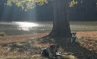 Destiny C.'s photo of camping with pets at Beach Fork Lake Lower Bowen near Paintsville, KY