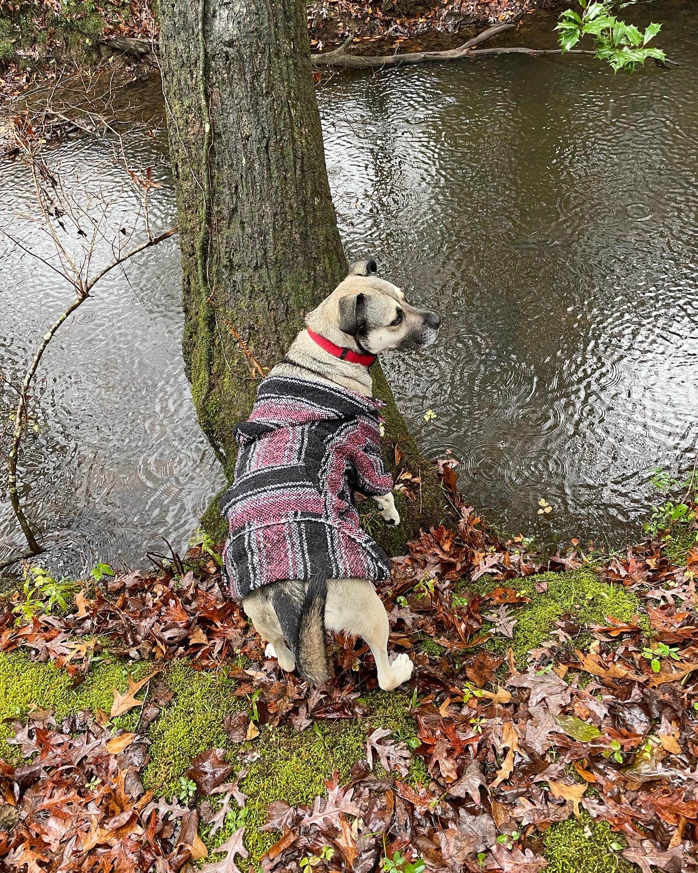 Stoney K.'s photo of camping with pets at Little River Adventure Company near Mentone, AL