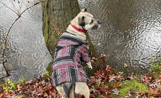Stoney K.'s photo of camping with pets at Little River Adventure Company near Leesburg, AL
