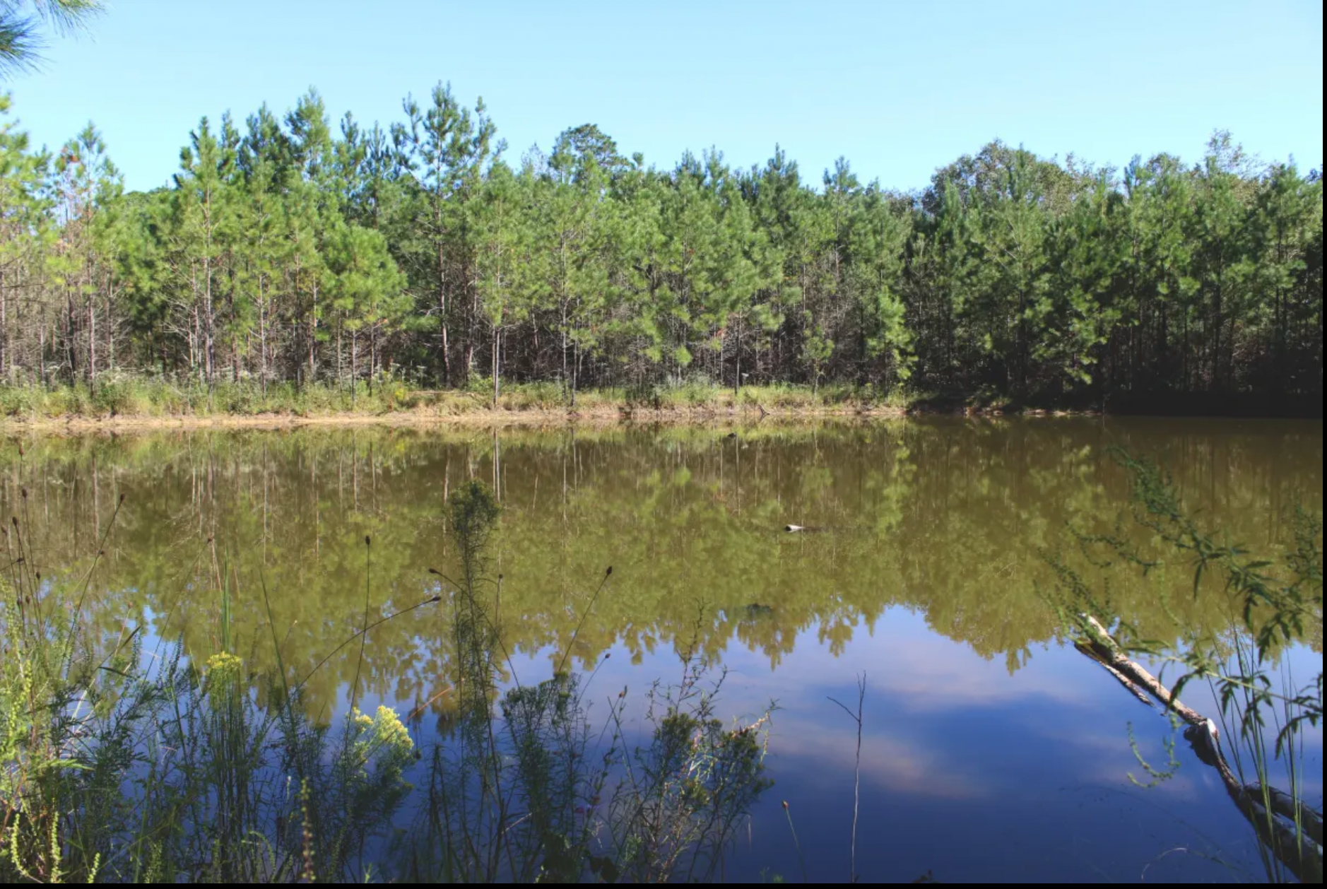 Camper-submitted photo at All You Need Institute - Yurt & Micro Cabin near Petal, MS