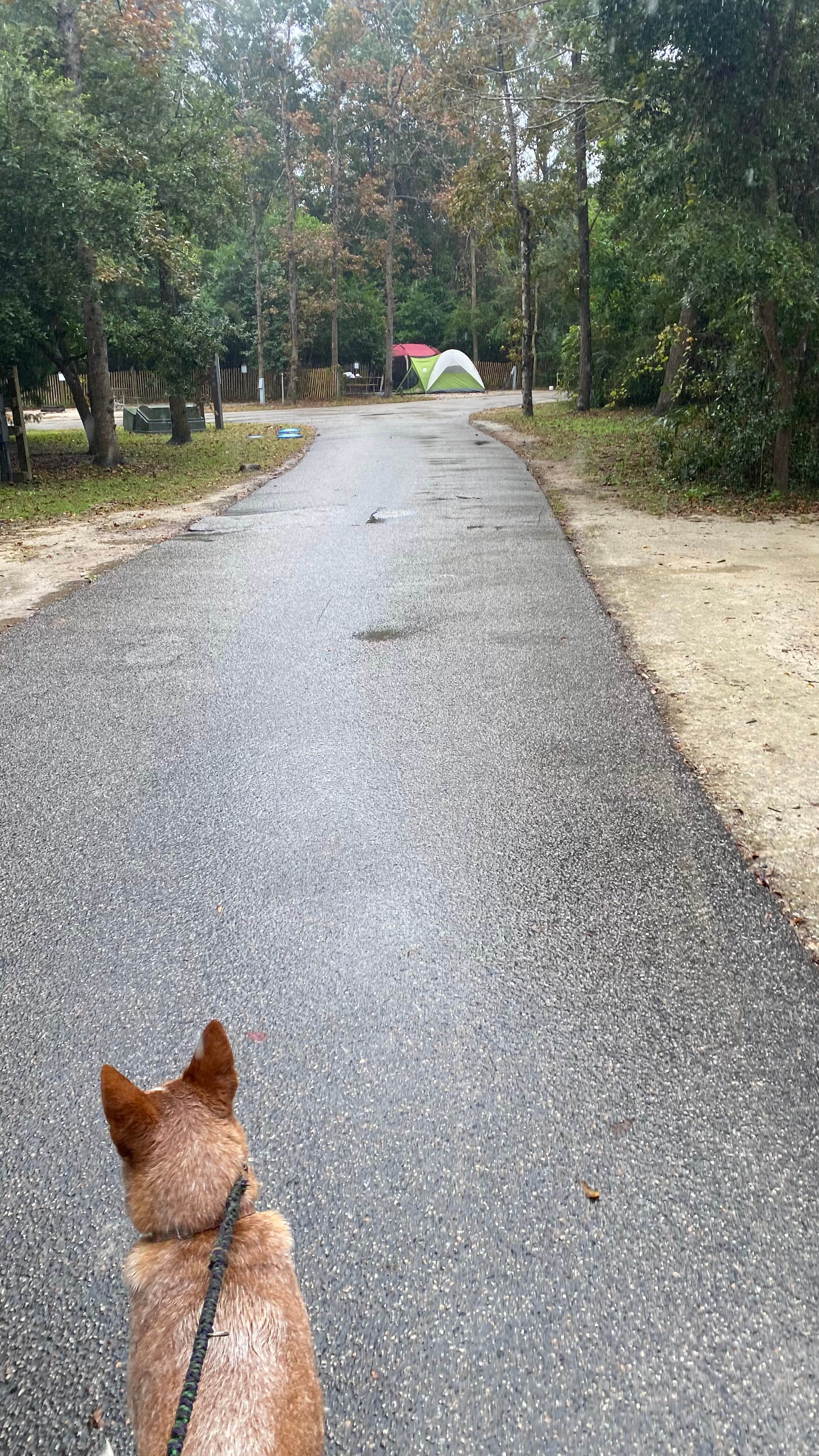 Shelly S.'s photo at Myrtle Beach State Park Campground near Jamestown, SC