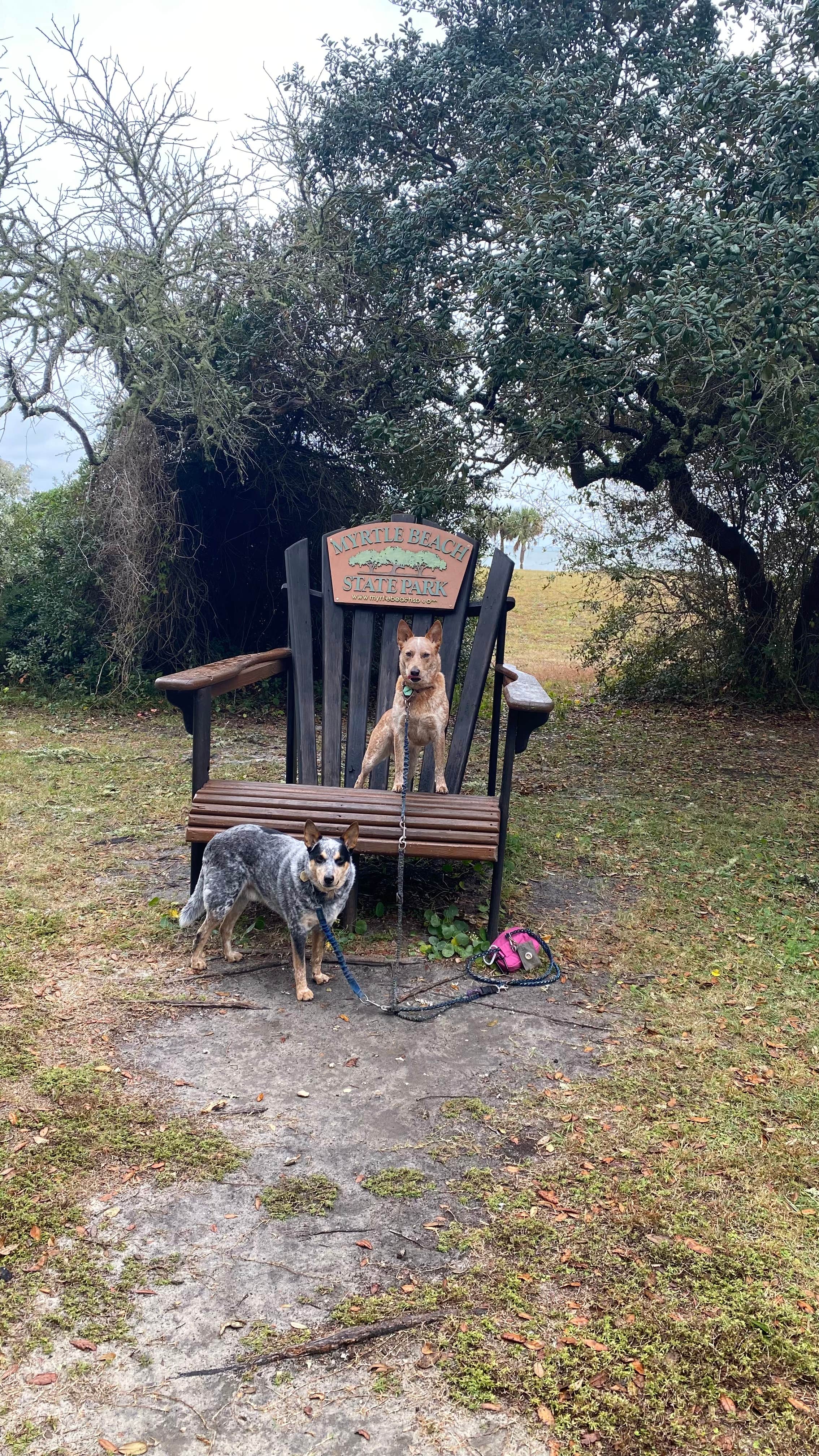 Shelly S.'s photo of camping with pets at Myrtle Beach State Park Campground near Murrells Inlet, SC