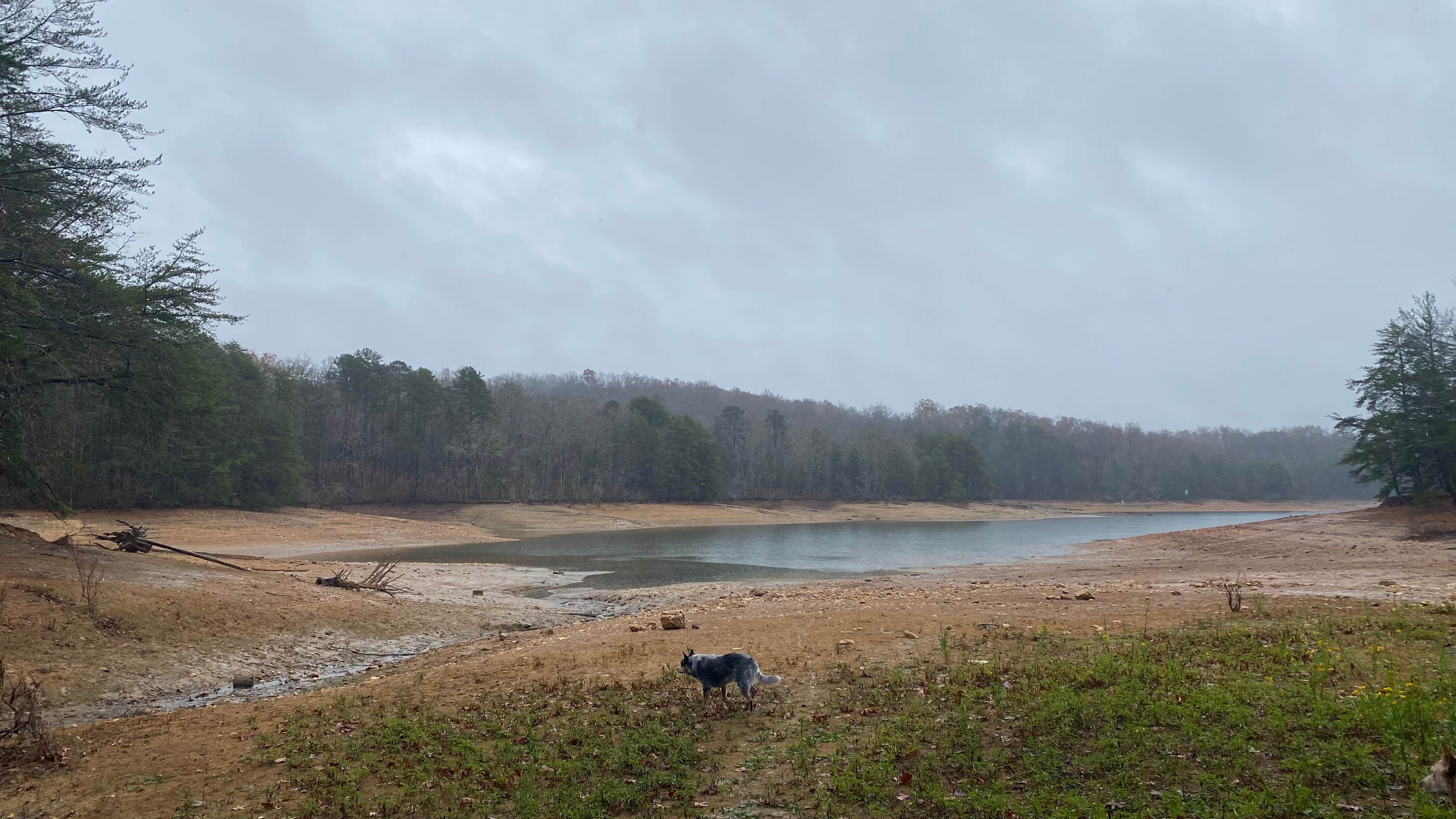 Shelly S.'s photo of camping with pets at Morganton Point Campground near Tusquitee National Forest