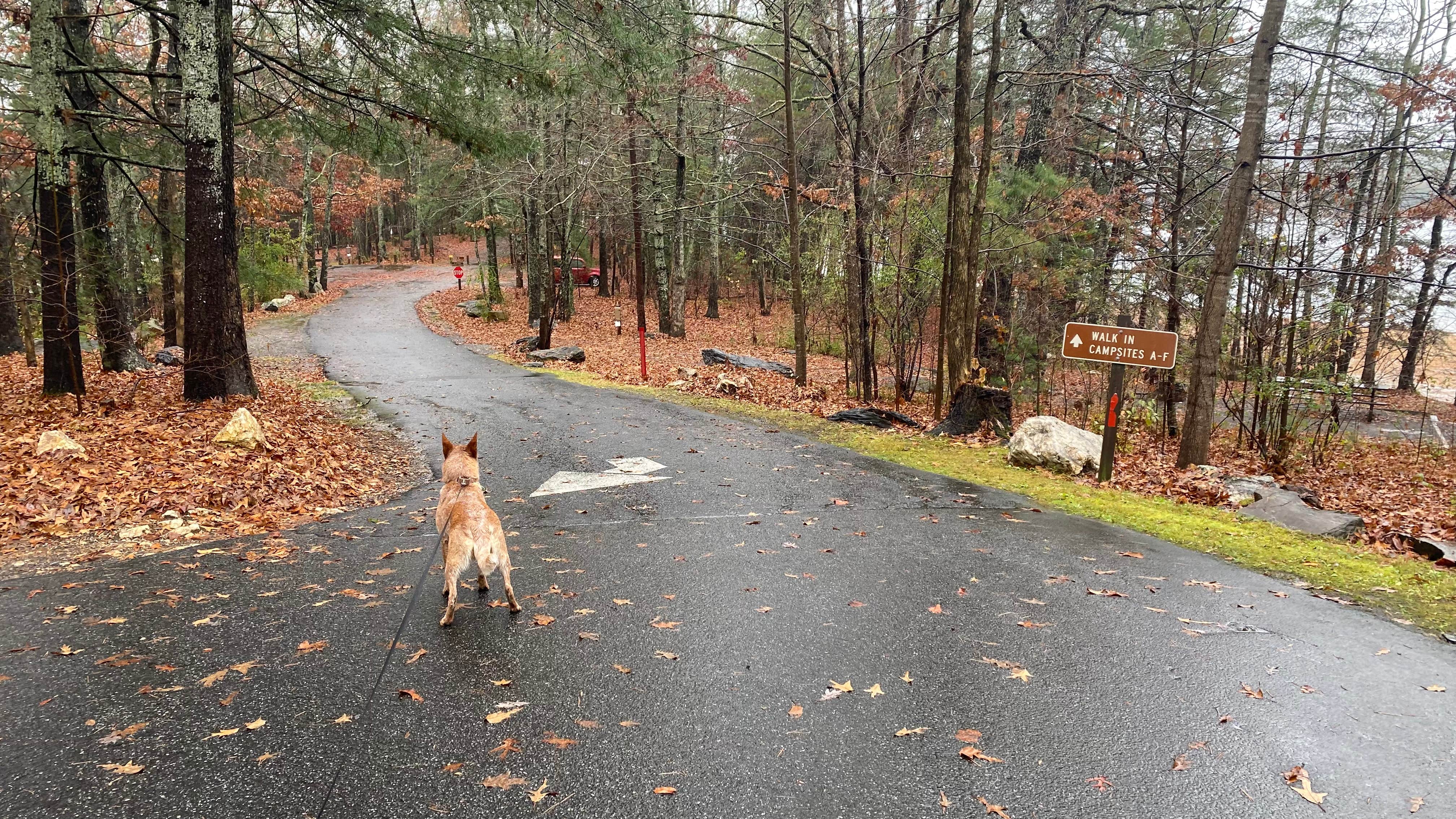 Shelly S.'s photo of camping with pets at Morganton Point Campground near Tusquitee National Forest