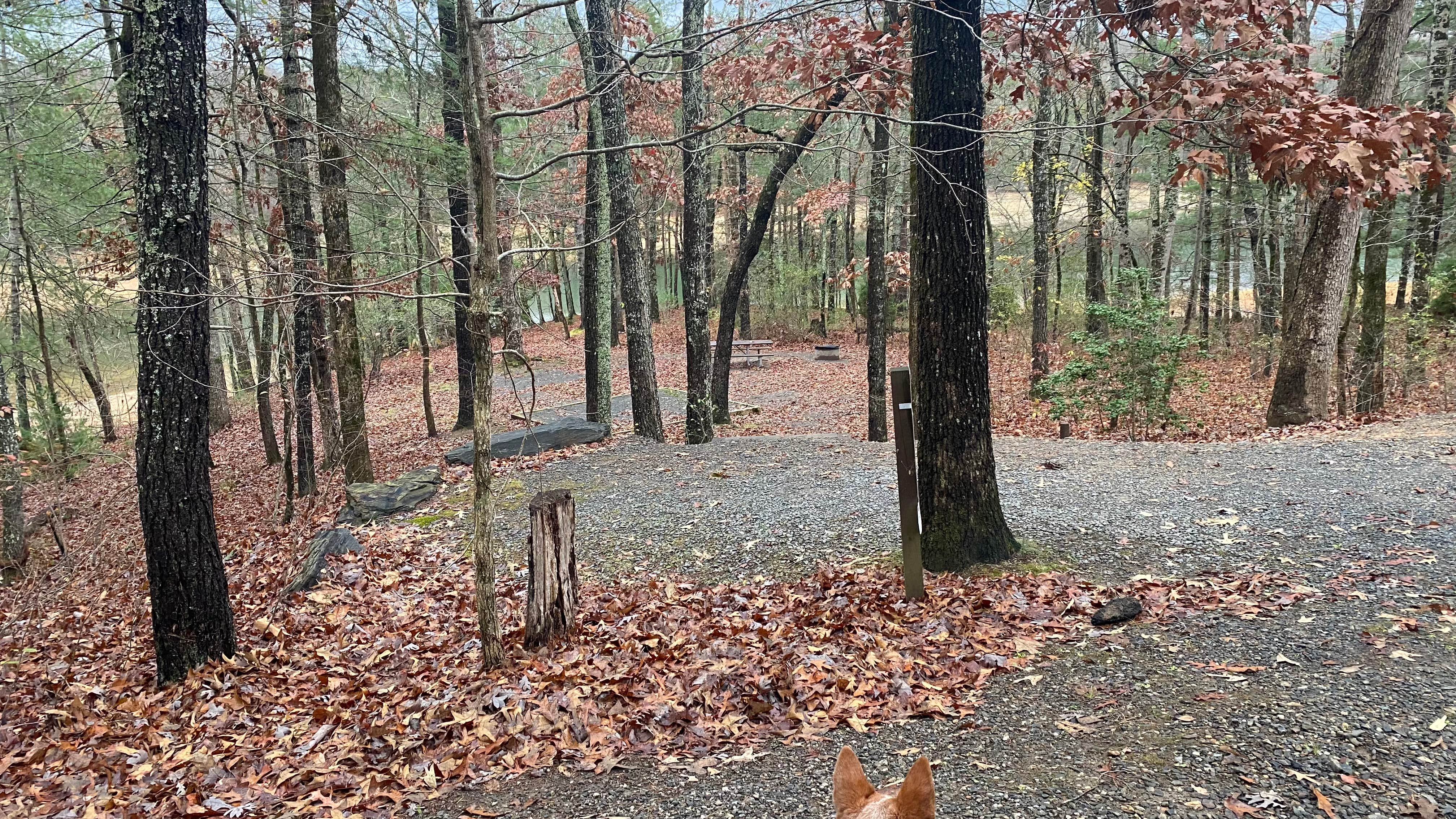 Shelly S.'s photo of camping with pets at Morganton Point Campground near Copperhill, TN