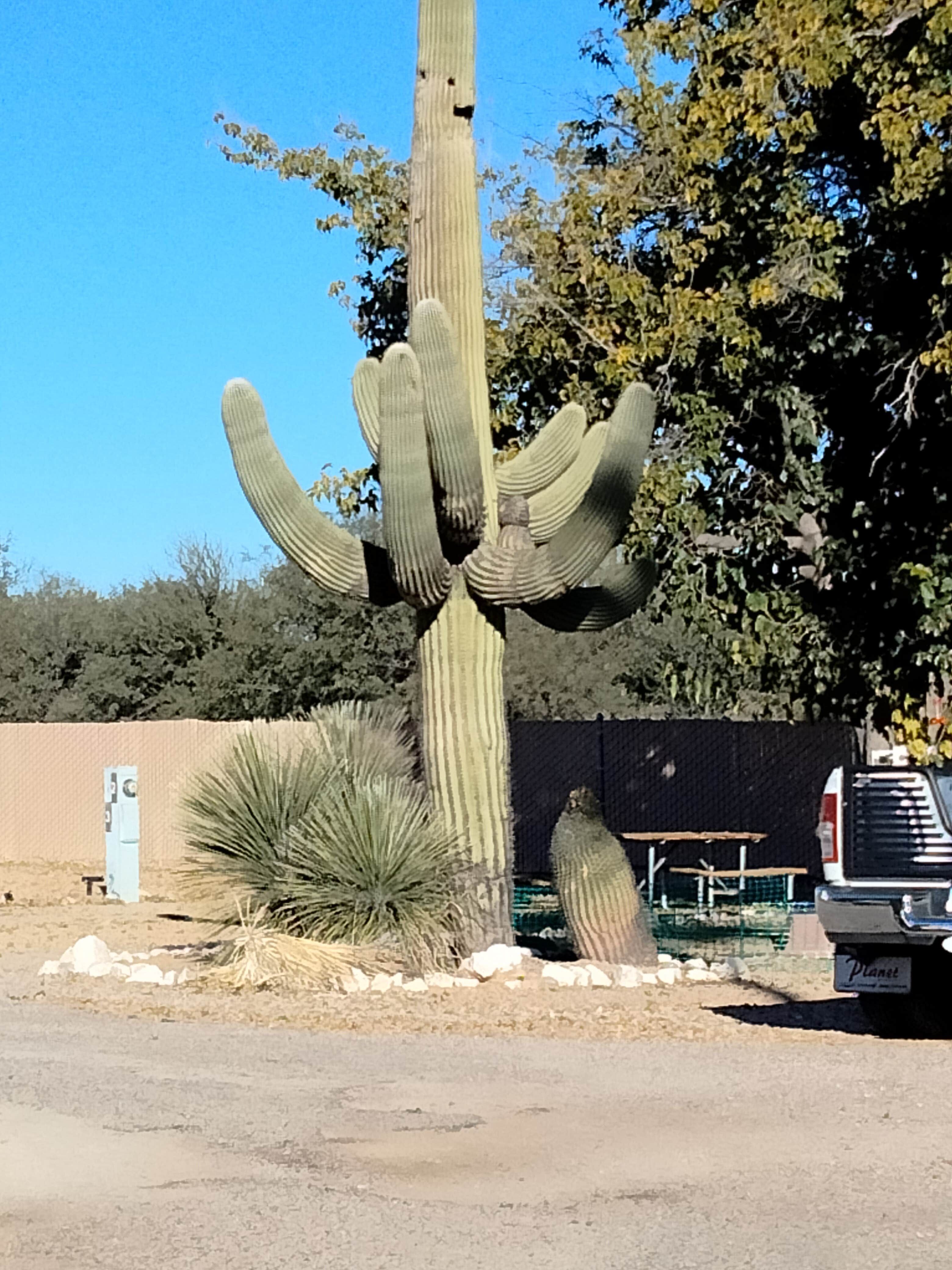 Camper submitted image from Rocking T Cattle Ranch - 4