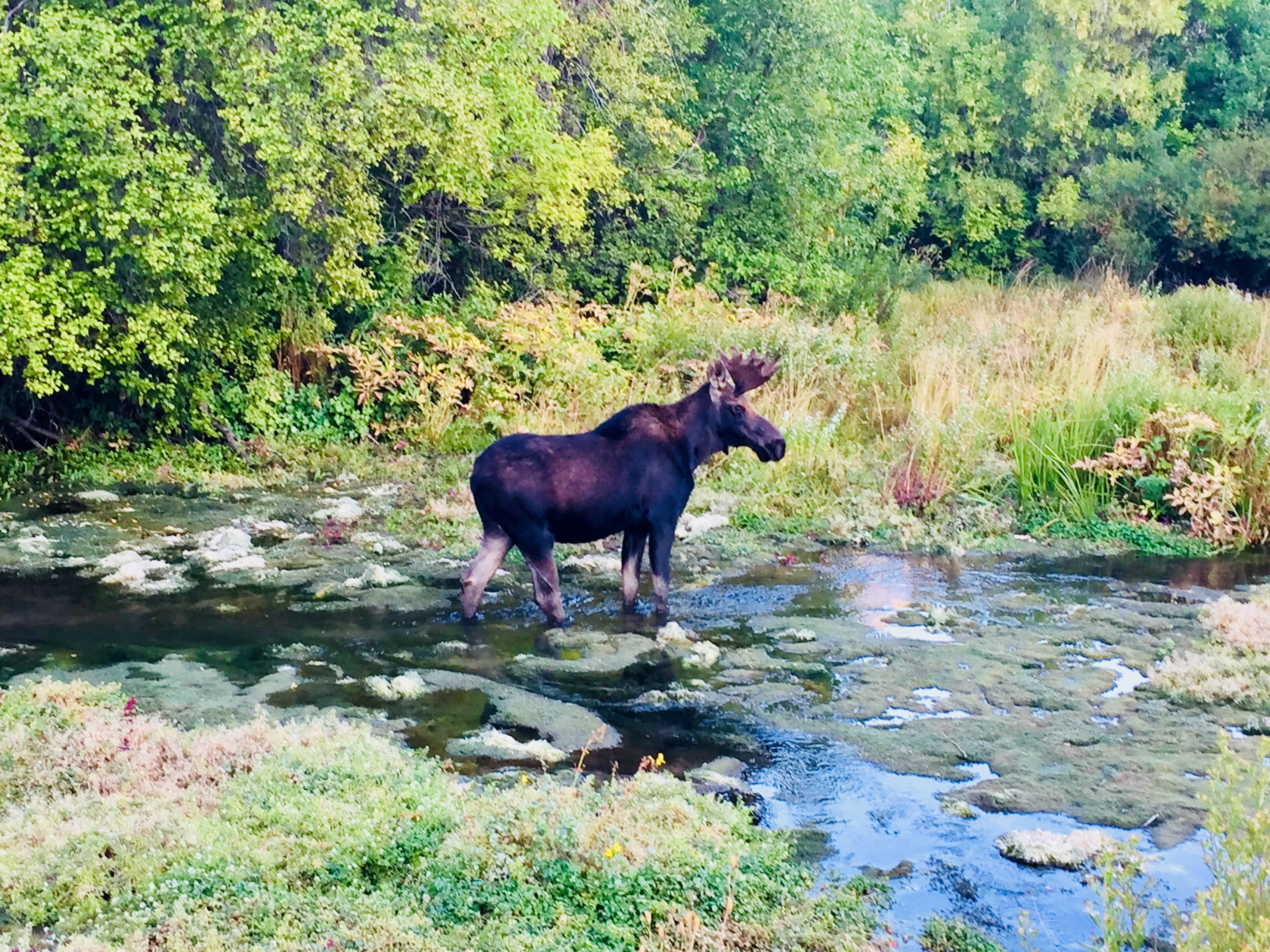 Camper-submitted photo at Little Deer Creek Campground — Wasatch Mountain State Park near Snowbird, UT