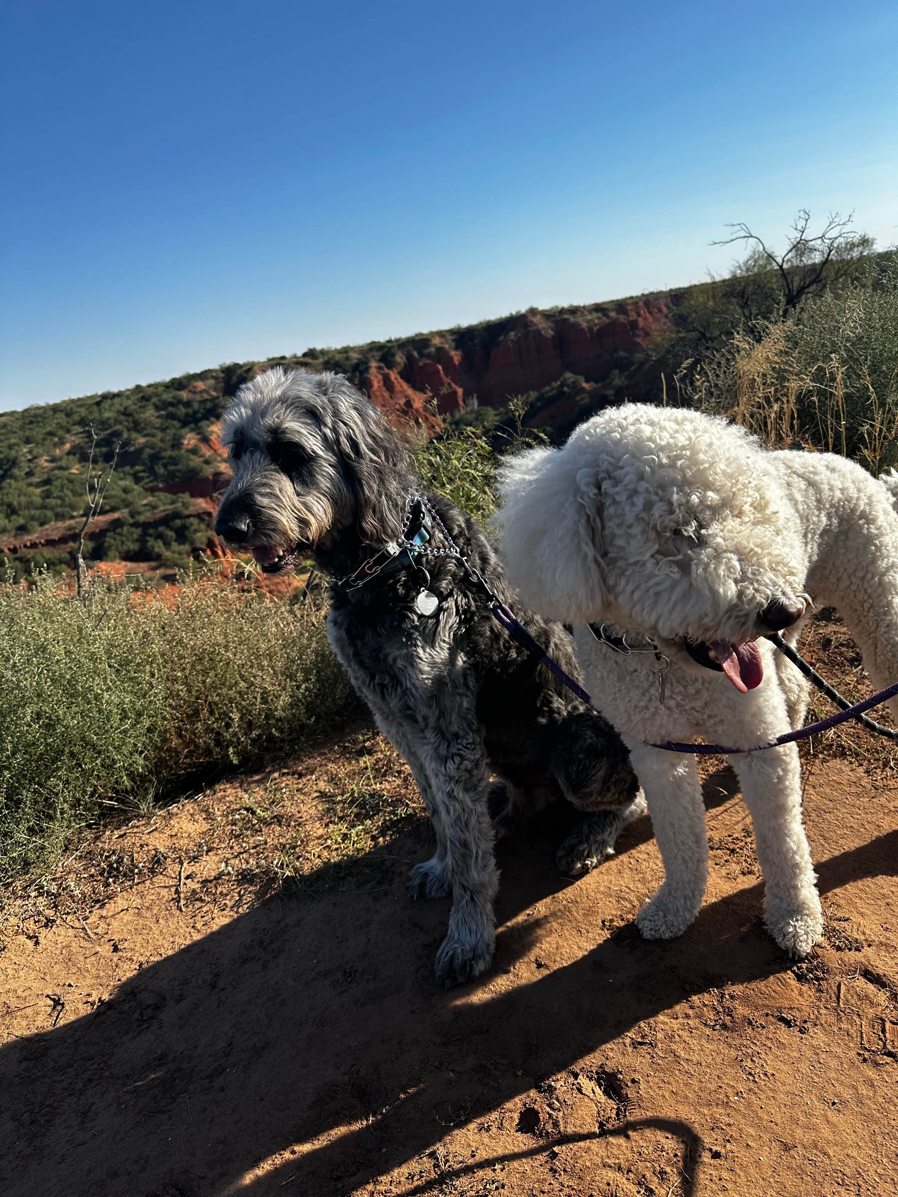 Sara B.'s photo of camping with pets at Honey Flat Camping Area — Caprock Canyons State Park near Estelline, TX