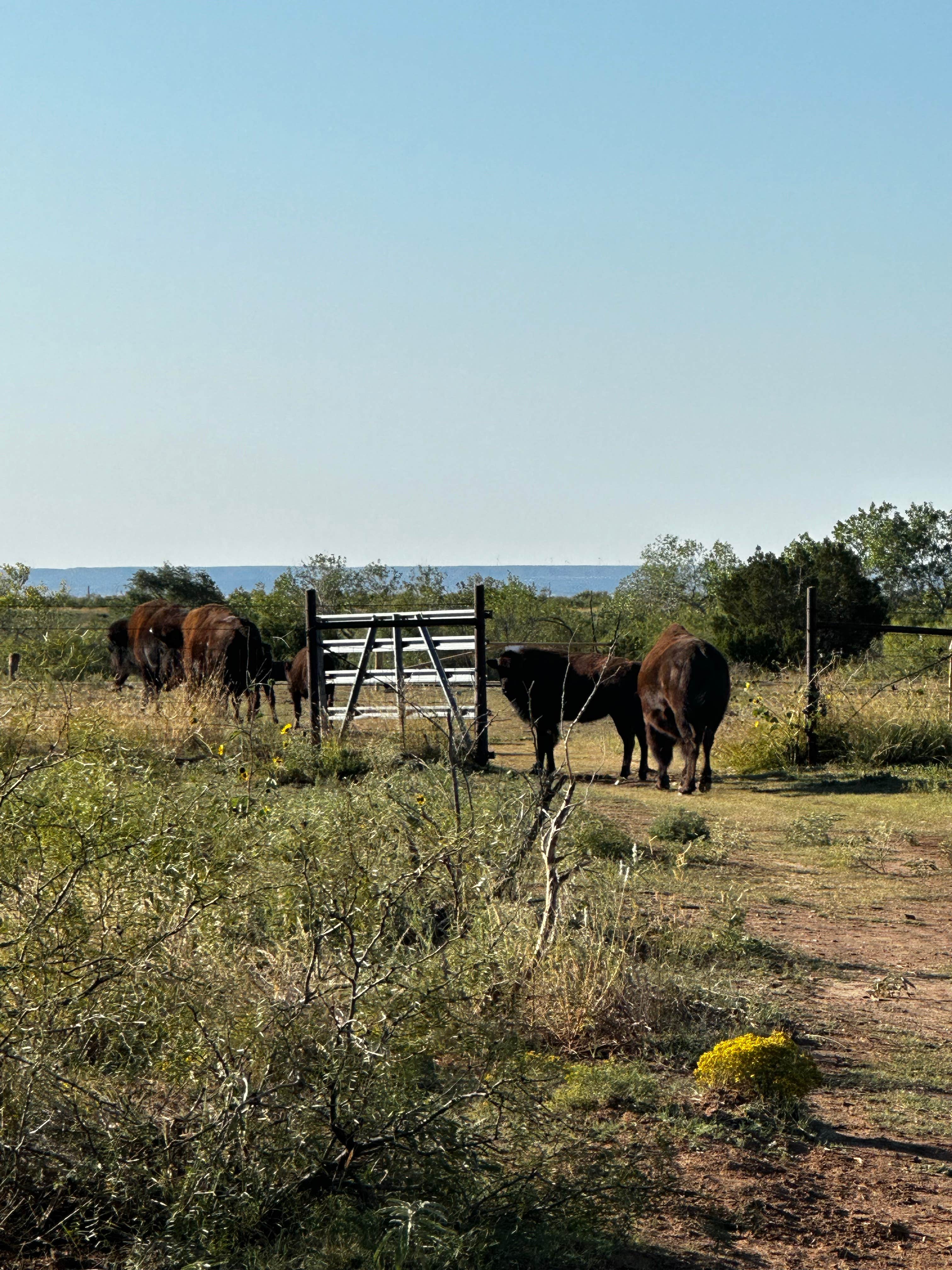 Sara B.'s photo of camping with a horse at Honey Flat Camping Area — Caprock Canyons State Park near Plainview, TX