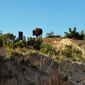 Review photo of Honey Flat Camping Area — Caprock Canyons State Park by Sara B., November 18, 2022