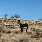 Review photo of Homolovi State Park Campground by tracey S., November 18, 2022