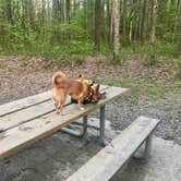 Review photo of Foster Falls Campground — South Cumberland State Park by Sarah N., September 17, 2018