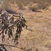 Review photo of Gunsight Wash BLM Dispersed camping area by Wayne H., November 19, 2022