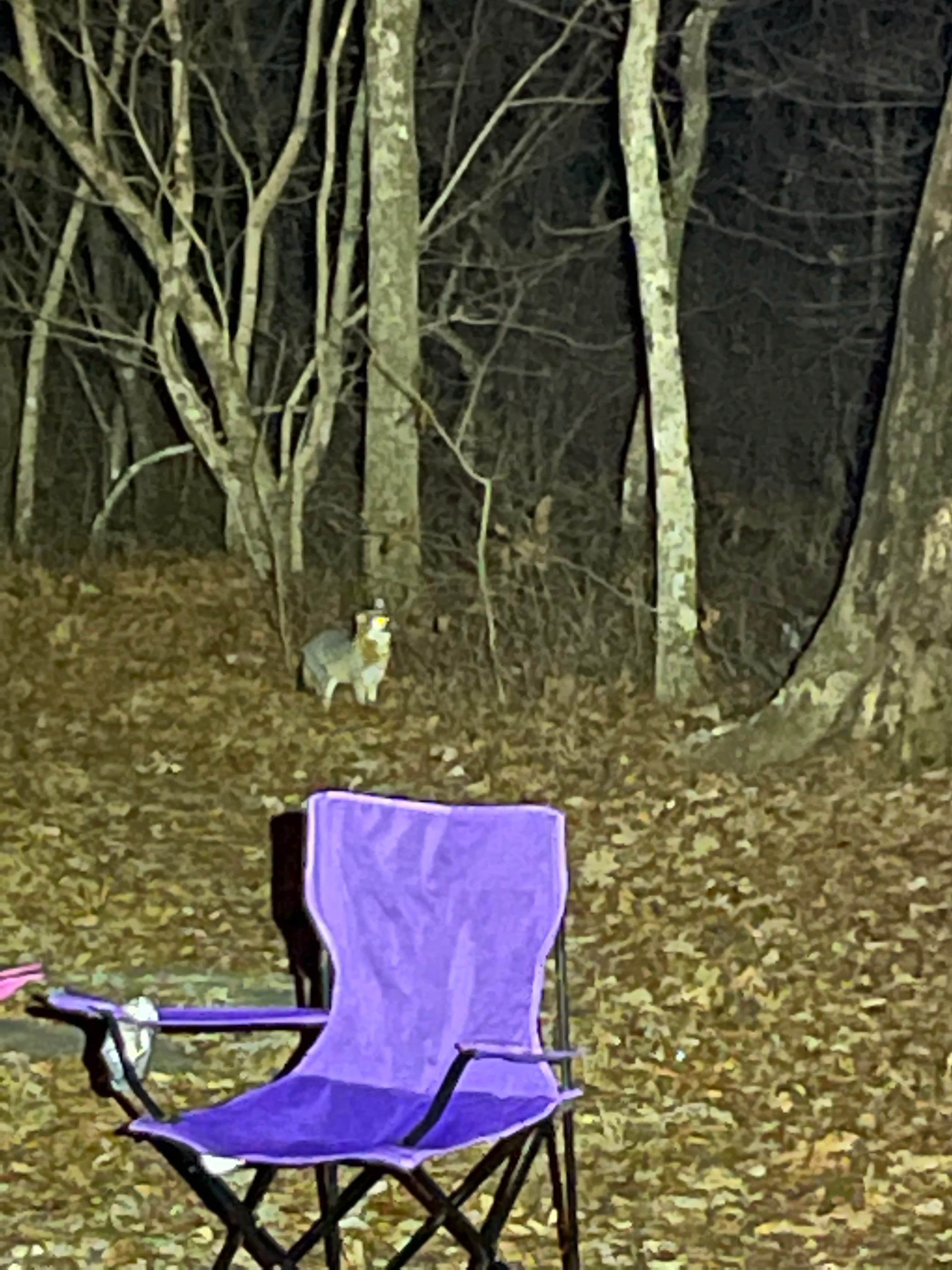 John W.'s photo of camping with pets at DeSoto State Park Campground near Gadsden, AL