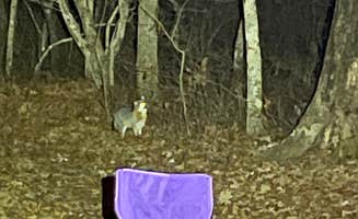 John W.'s photo of camping with pets at DeSoto State Park Campground near Rainsville, AL