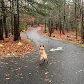 Review photo of Morganton Point Campground by Shelly S., November 17, 2022