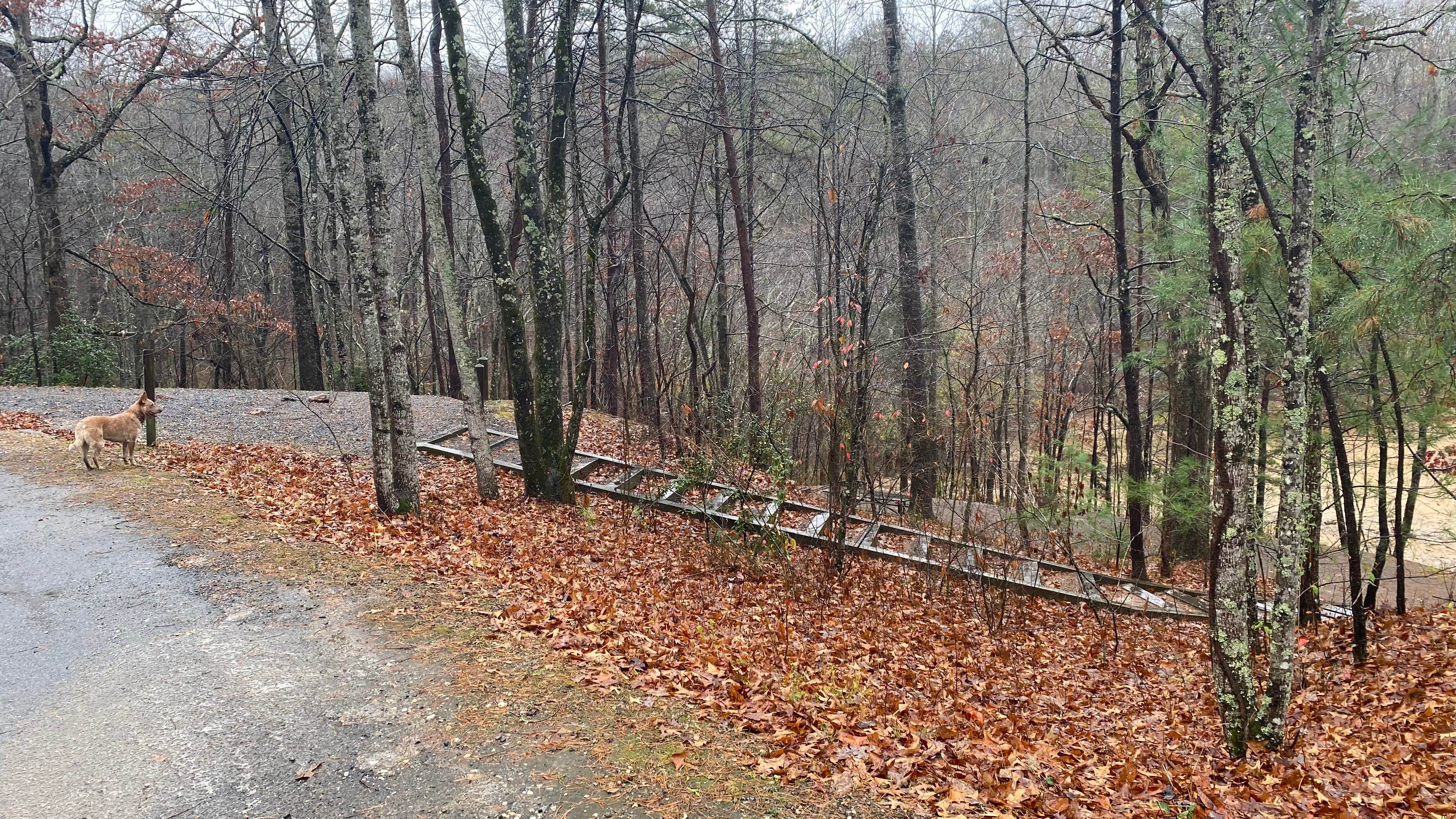 Shelly S.'s photo of camping with pets at Morganton Point Campground near Blue Ridge, GA