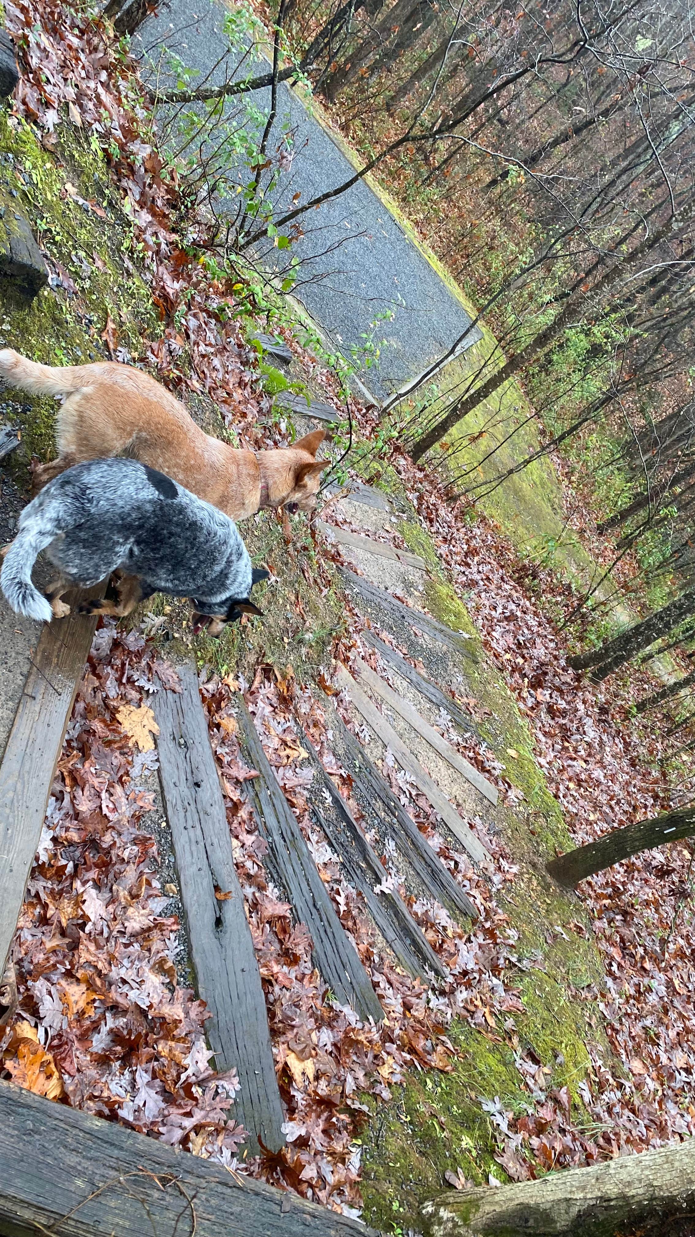 Shelly S.'s photo of camping with pets at Morganton Point Campground near Tusquitee National Forest
