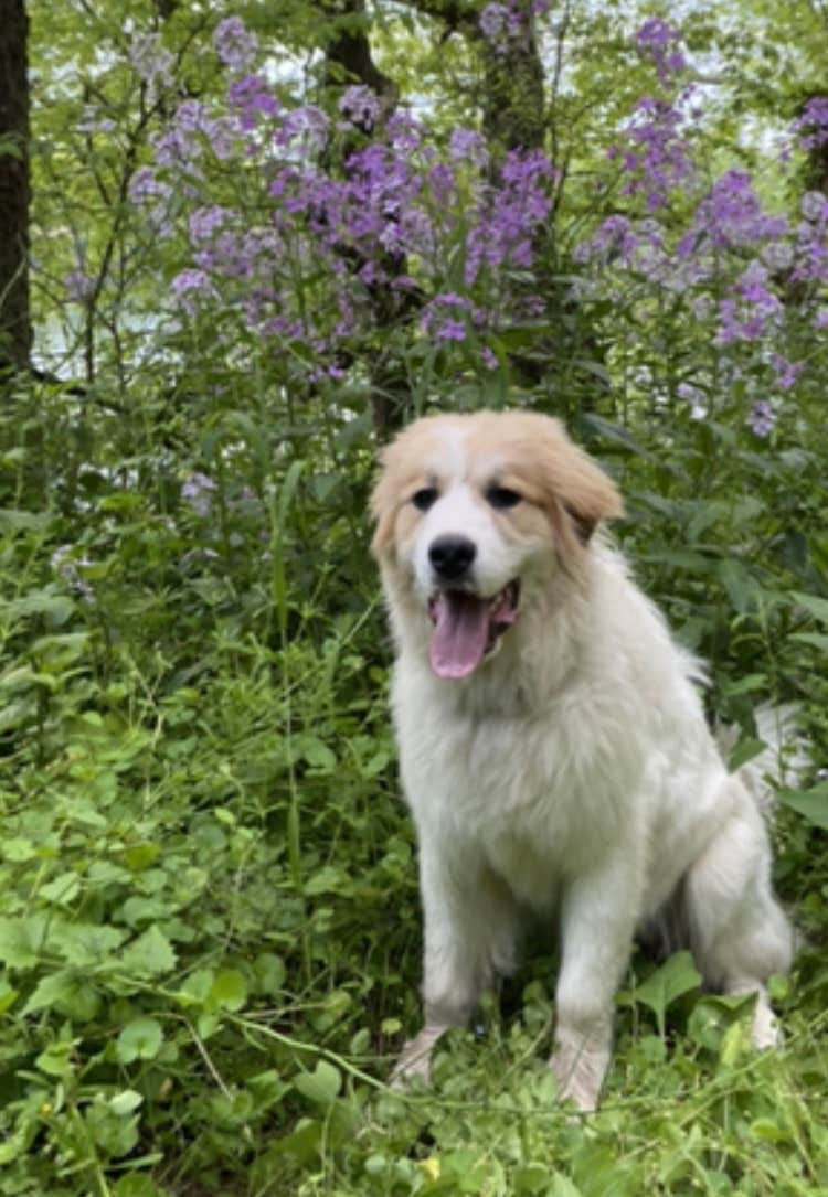 Camper-submitted photo at Vagabond Isle near White Post, VA