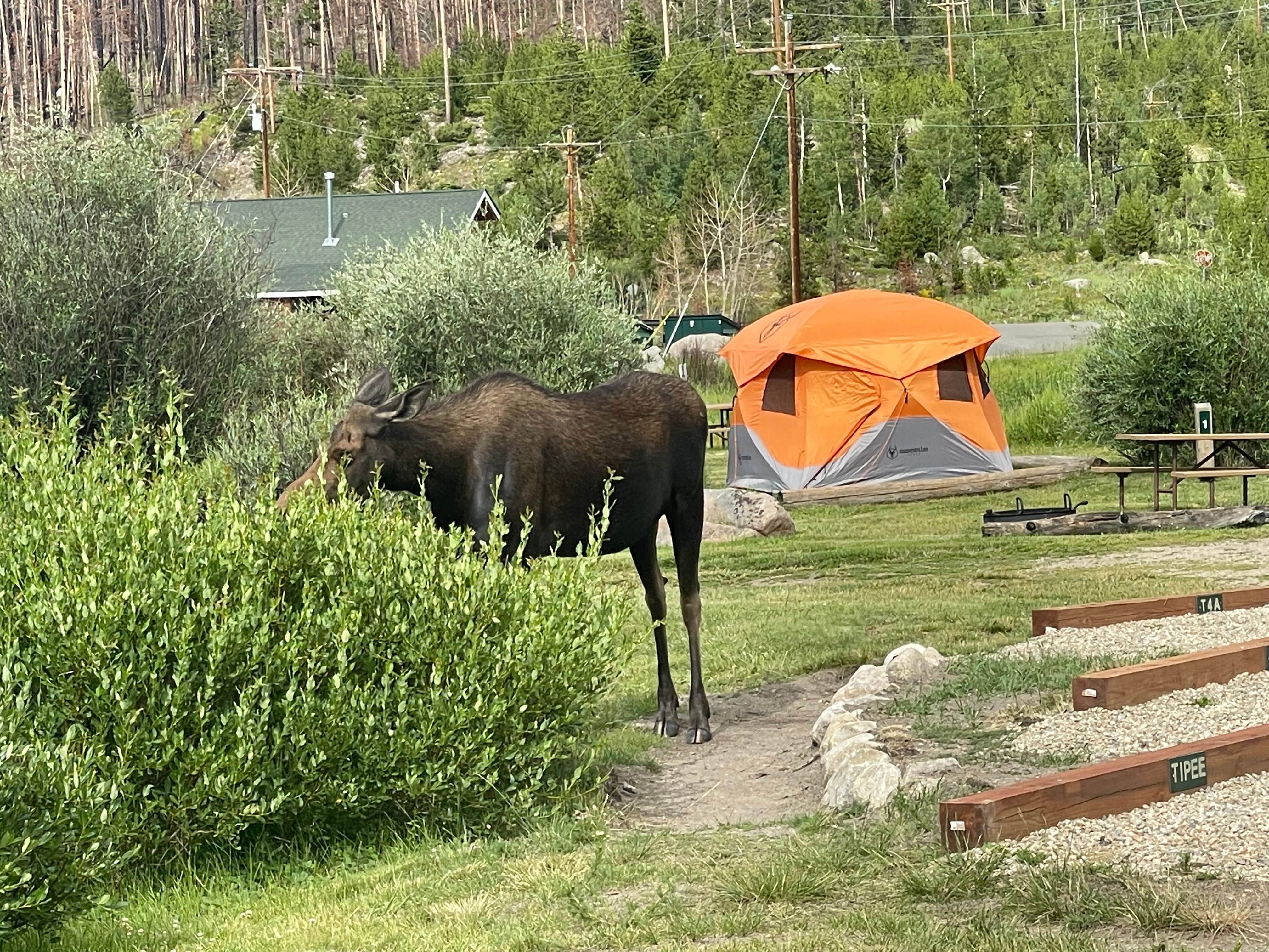 Camper-submitted photo at Grand Lake / Rocky Mountain National Park KOA Journey near Glen Haven, CO