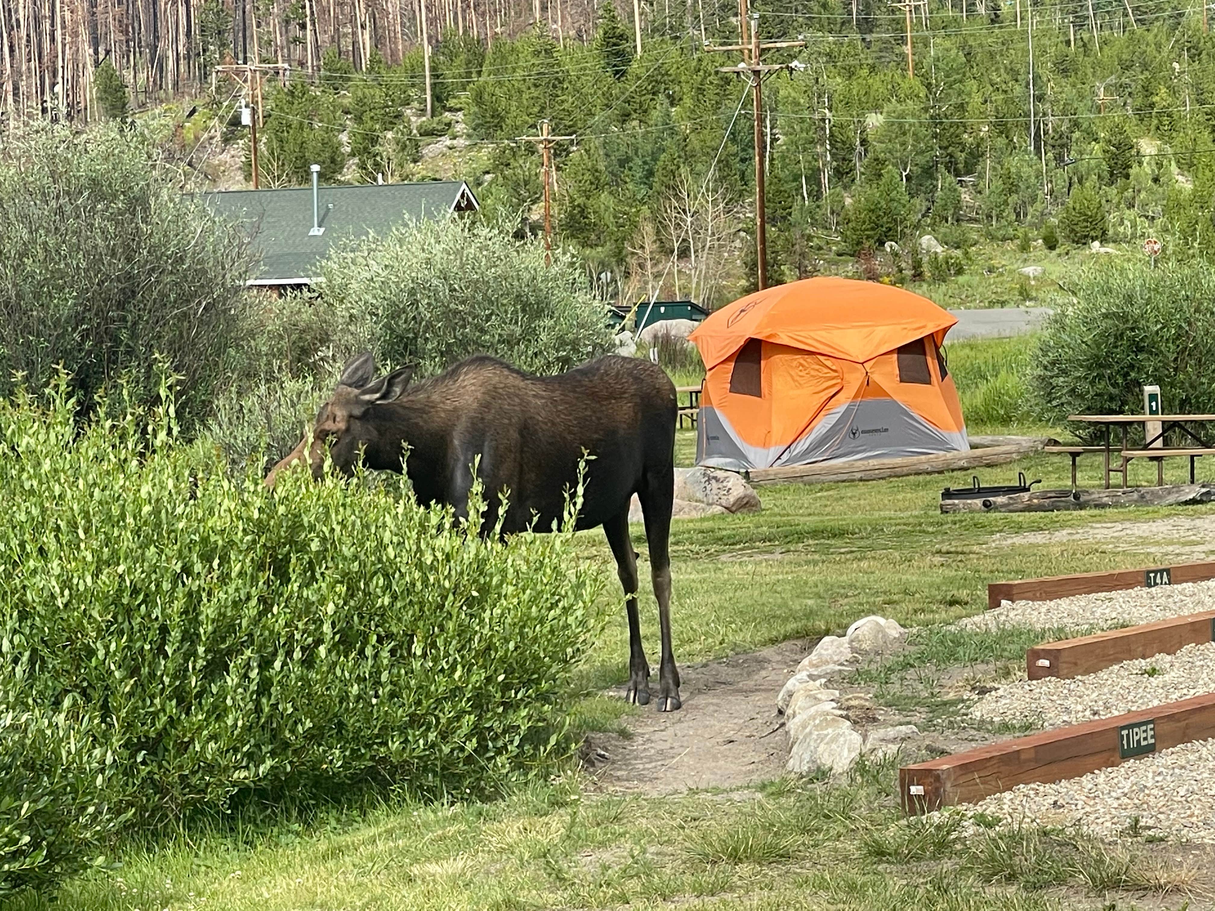 Camper submitted image from Grand Lake / Rocky Mountain National Park KOA Journey - 3