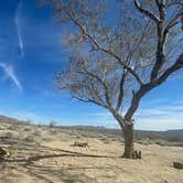 Review photo of Joshua Tree South - BLM Dispersed by Christine C., November 21, 2022