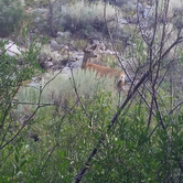 Review photo of Big Pine Creek Campground by Ryan W., August 9, 2016