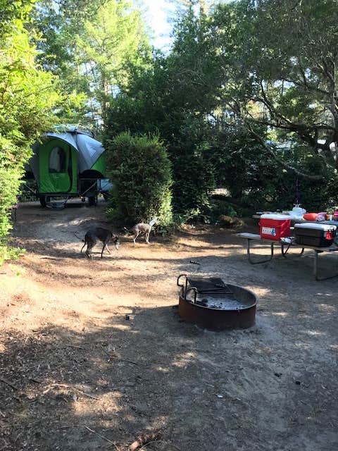 Jill R.'s photo at Eel Creek Campground near Reedsport, OR