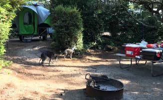 Jill R.'s photo at Eel Creek Campground near North Bend, OR