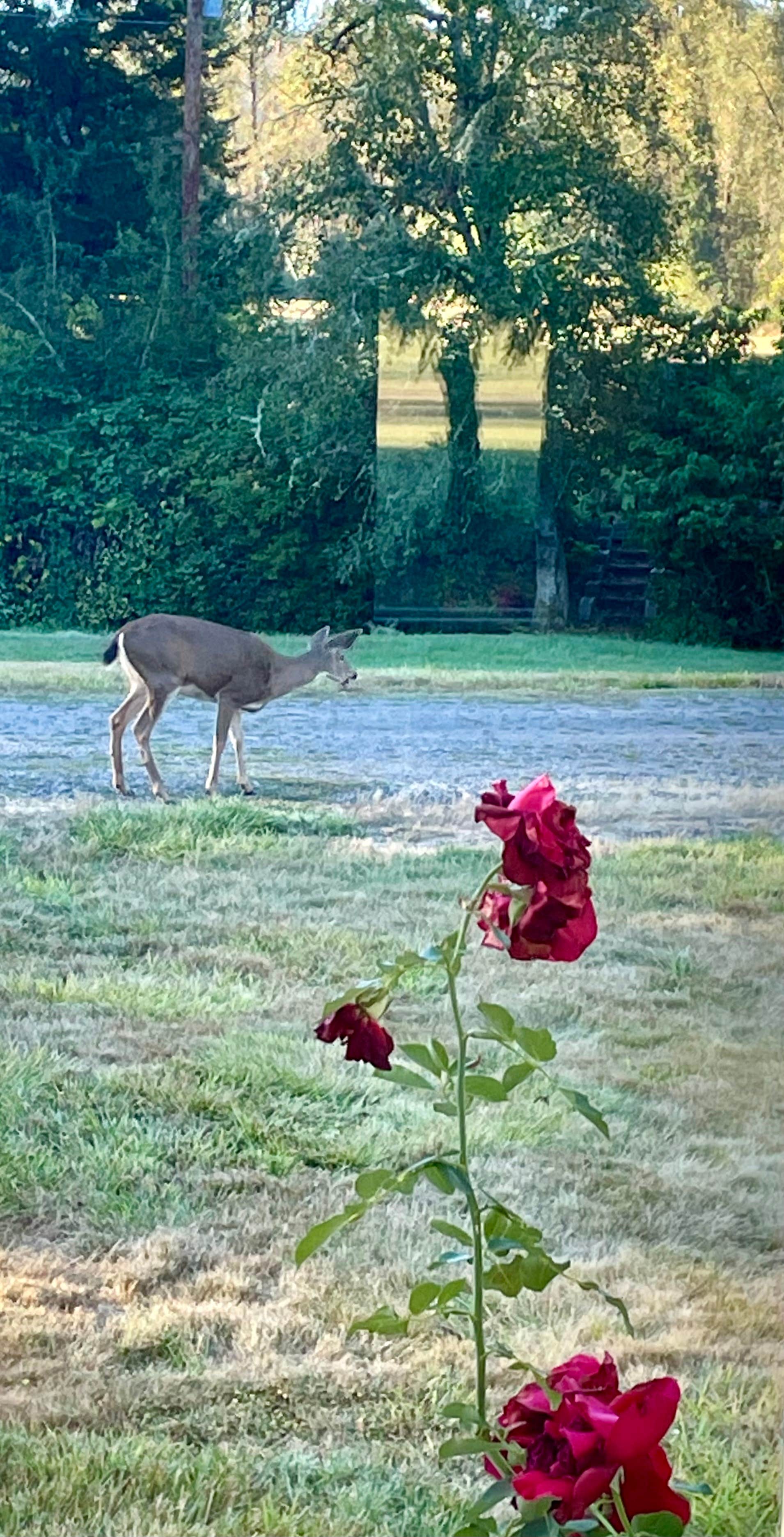 Camper submitted image from Clackamas River Farm - 2