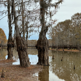 Review photo of Lake Bistineau State Park Campground by David B., November 24, 2022