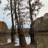 Review photo of Lake Bistineau State Park Campground by David B., November 24, 2022