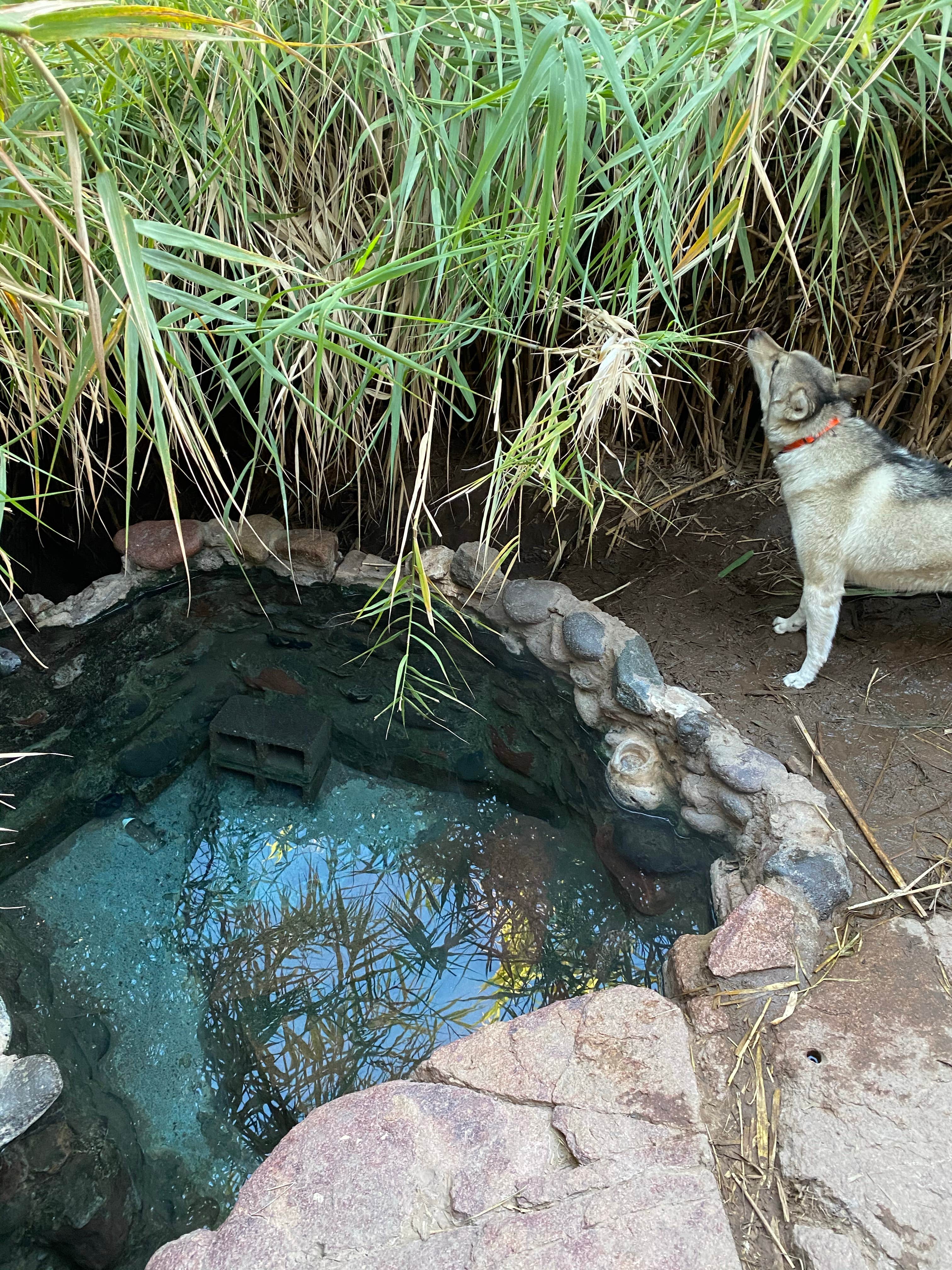 Tyler M.'s photo of camping with pets at Sheeps Bridge BLM Area - Arizona near New River, AZ