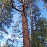 Review photo of Idyllwild Campground by Megan B., September 18, 2018