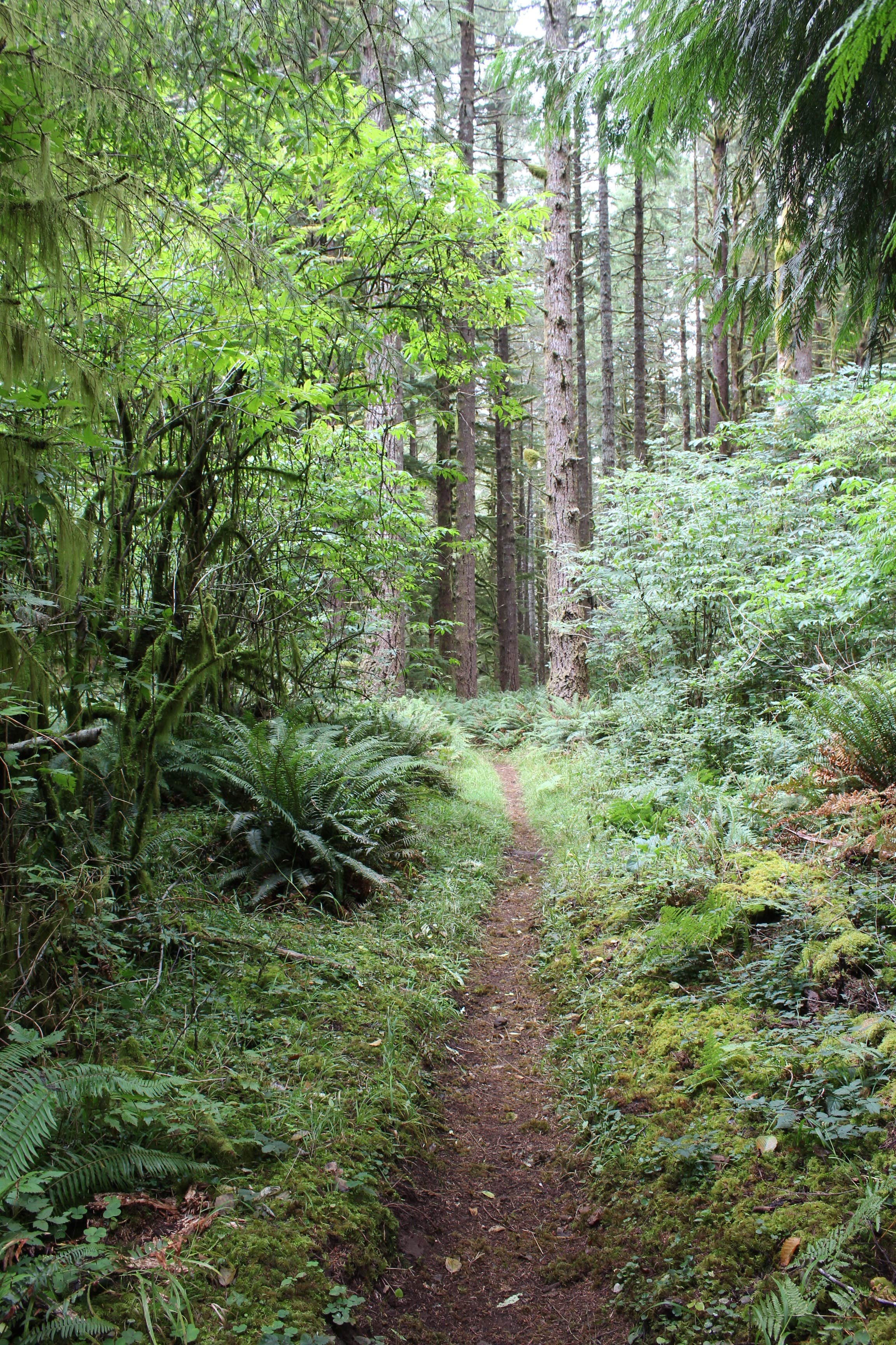 Camper submitted image from Horse Creek Campground — Siuslaw National Forest - 3