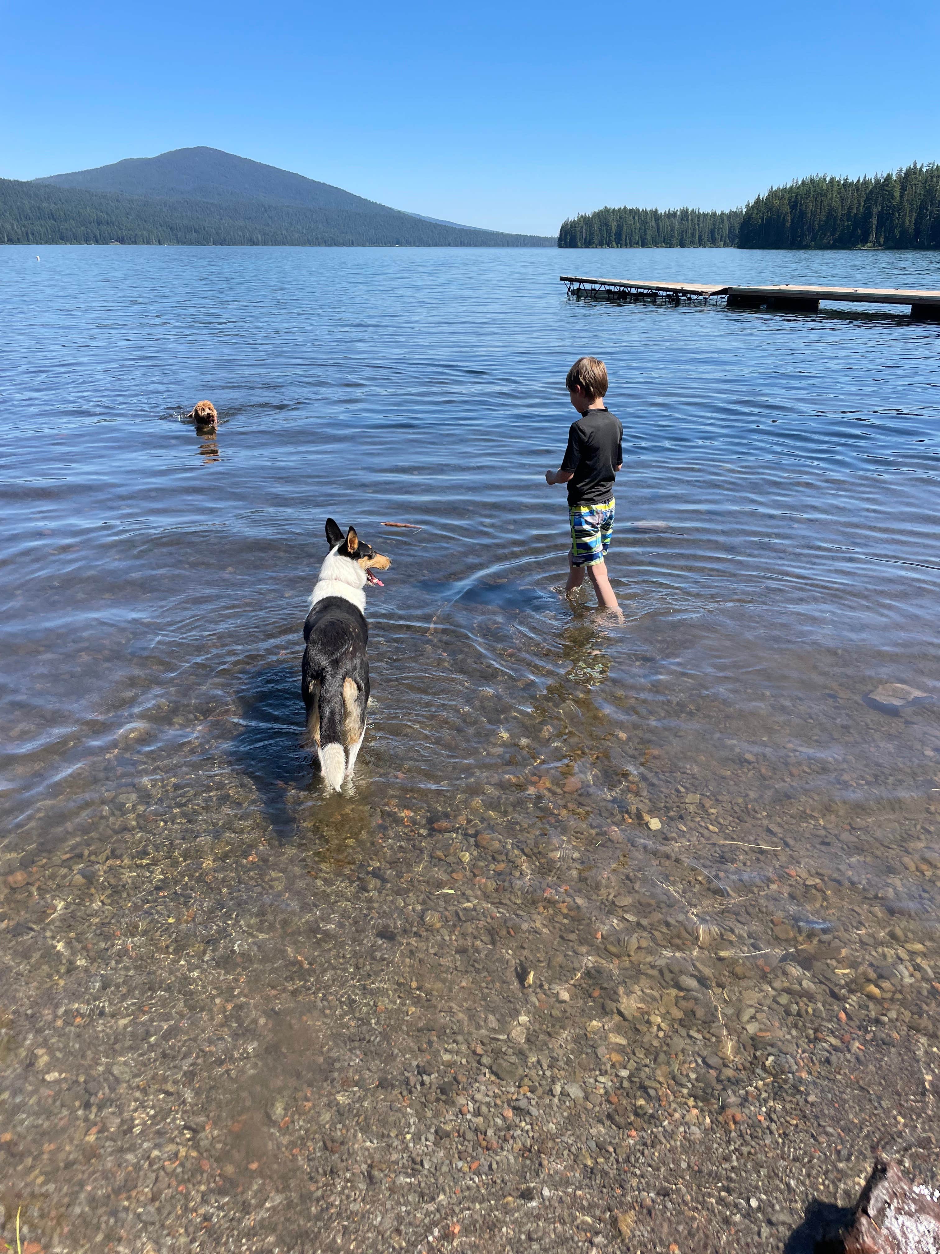 Kelly H.'s photo of camping with pets at Shelter Cove Resort & Marina near Oakridge, OR