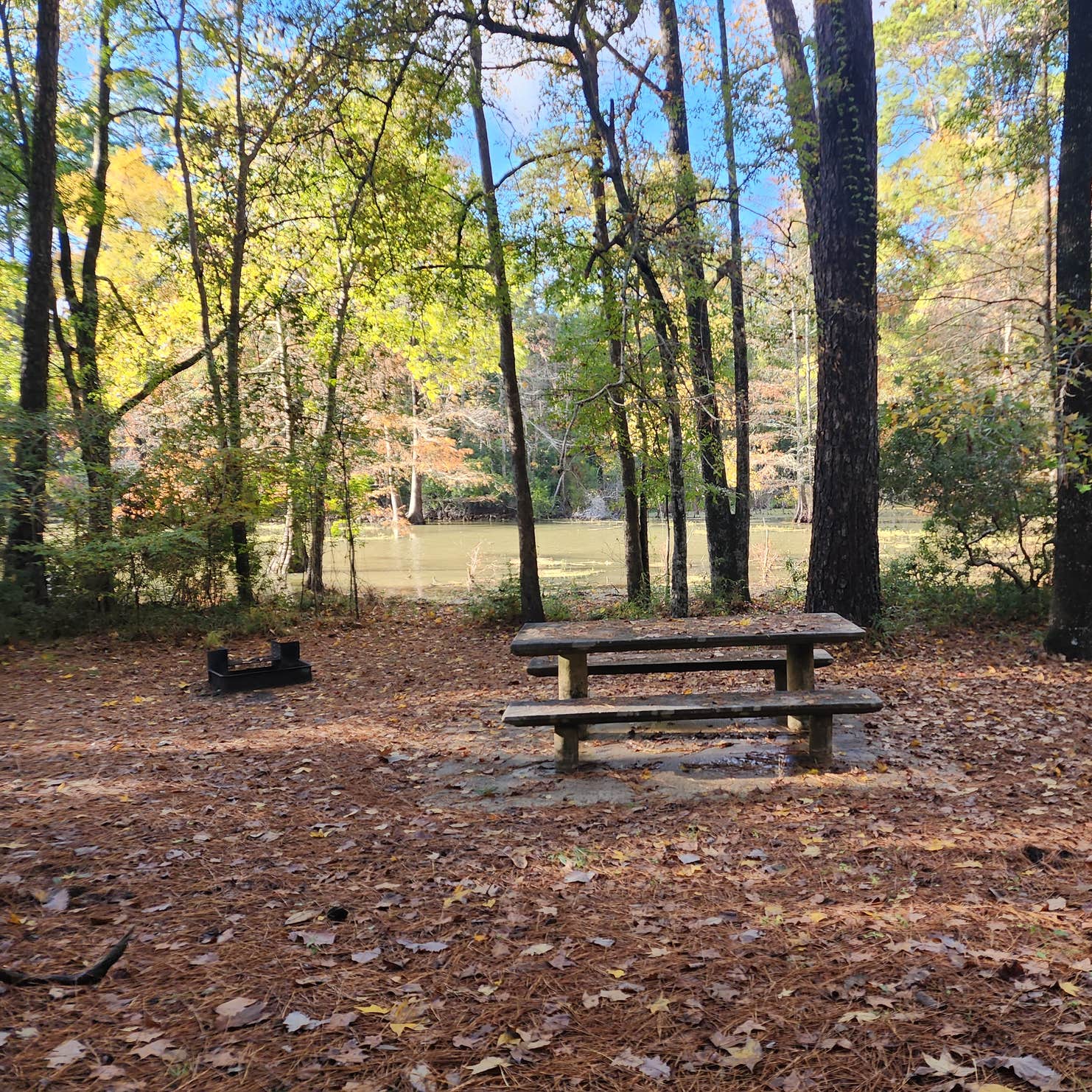 Martin Dies, Jr. State Park Campground | Spurger, Texas