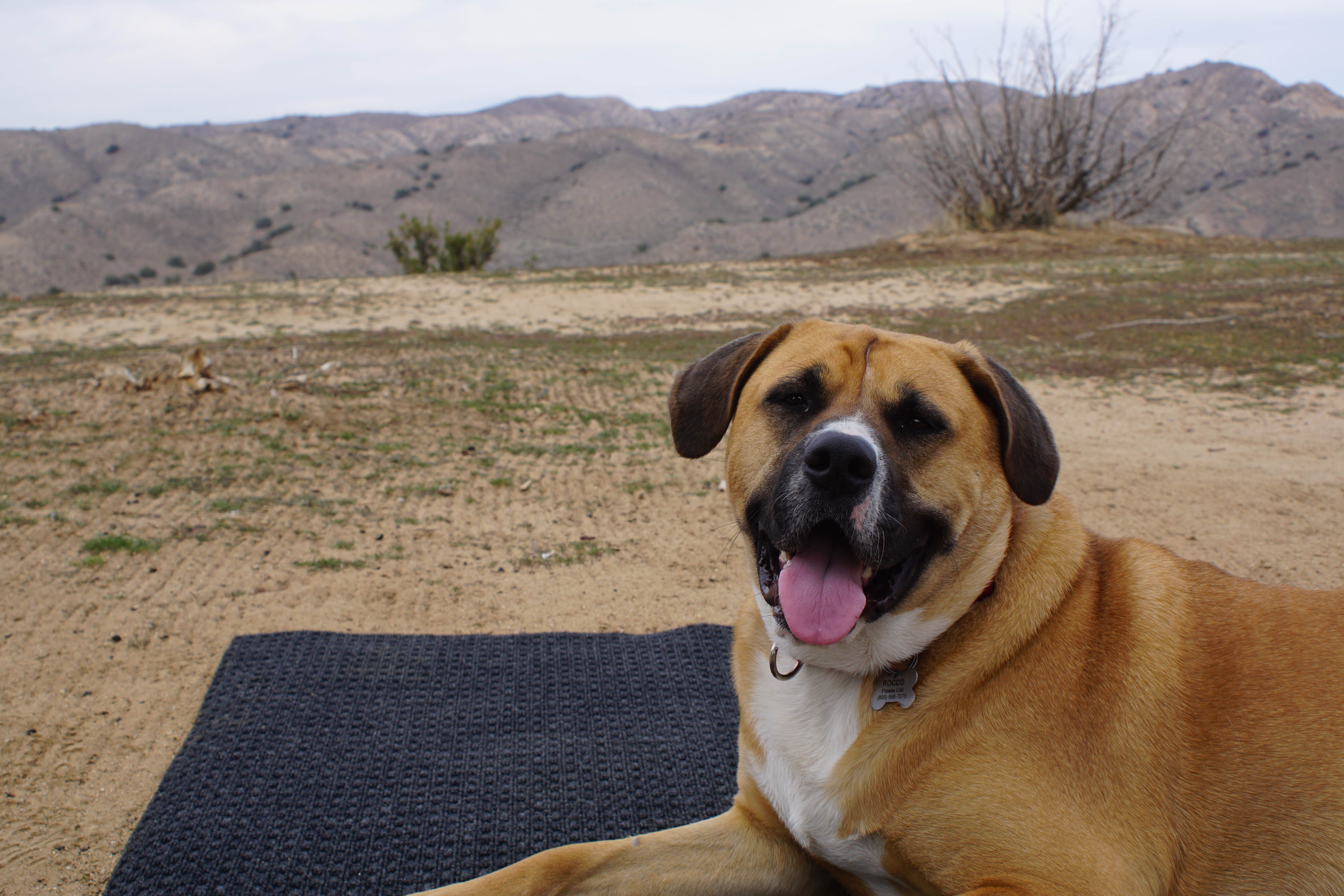 Camper-submitted photo at Songdog Ranch near New Cuyama, CA