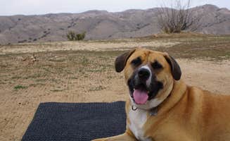 Linda S.'s photo of camping with pets at Songdog Ranch near Maricopa, CA