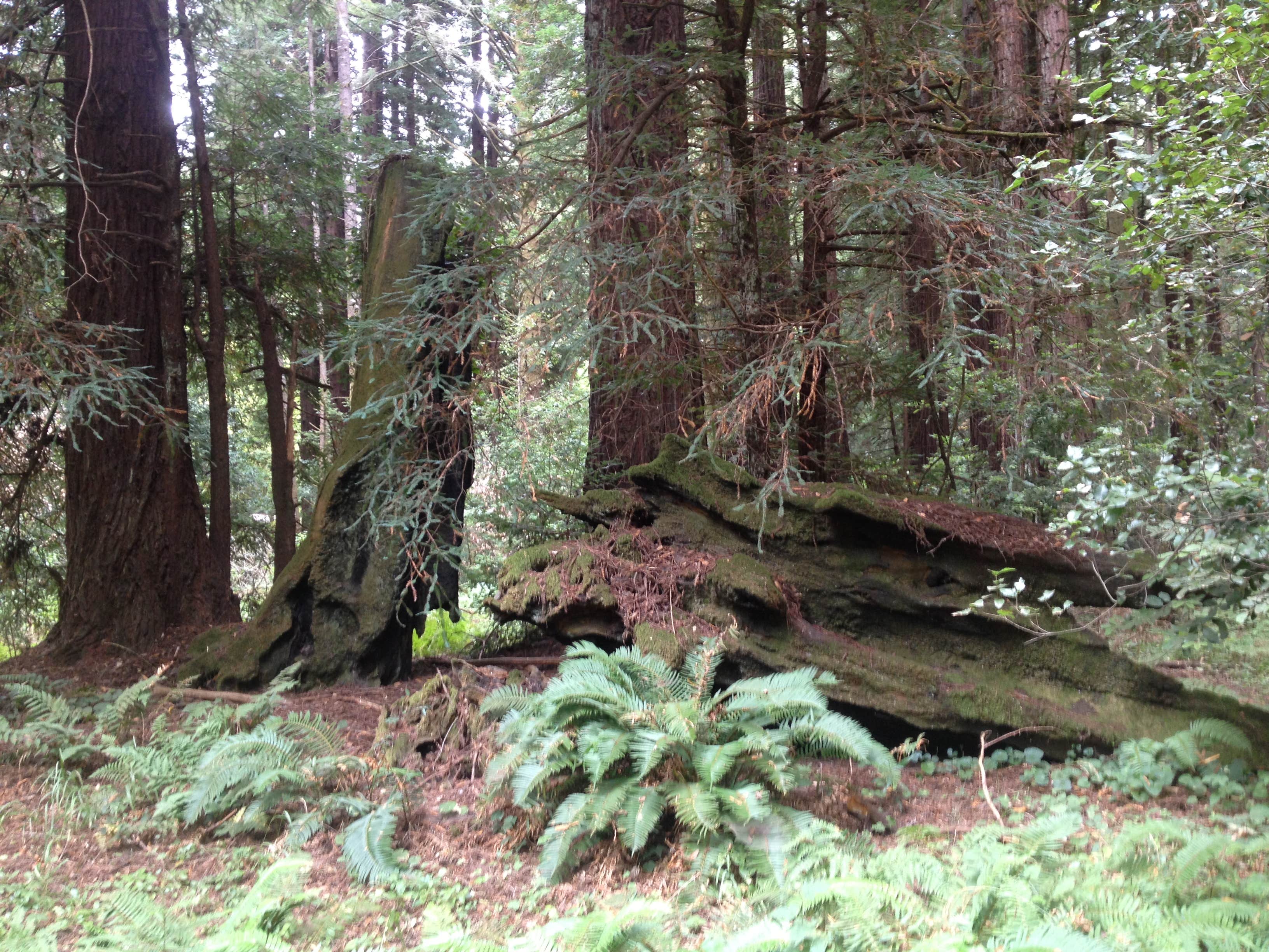 Camper-submitted photo at Cotillion Gardens RV Park near San Lorenzo, CA