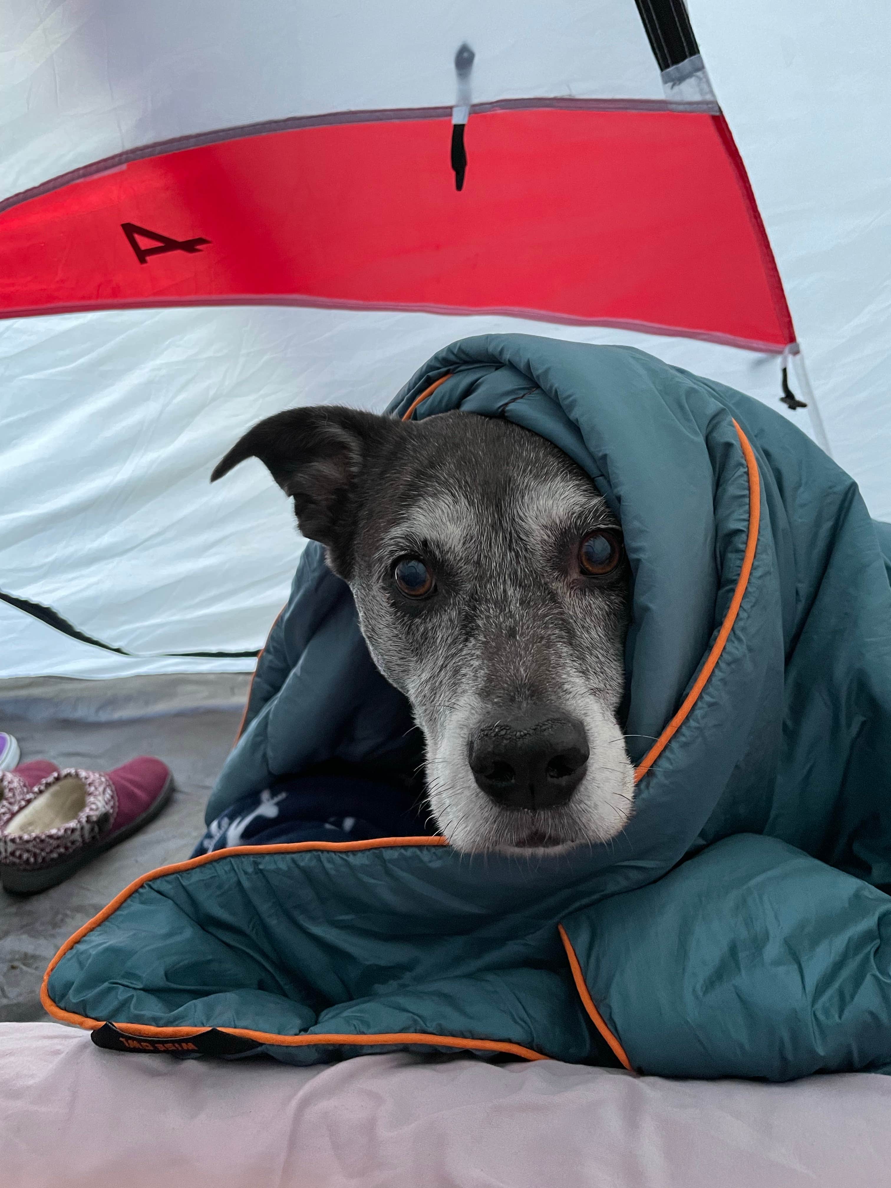 Stephani H.'s photo of camping with pets at Agate Campground — Sue-meg State Park near Arcata, CA