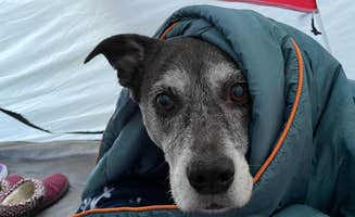 Stephani H.'s photo of camping with pets at Agate Campground — Sue-meg State Park near Arcata, CA
